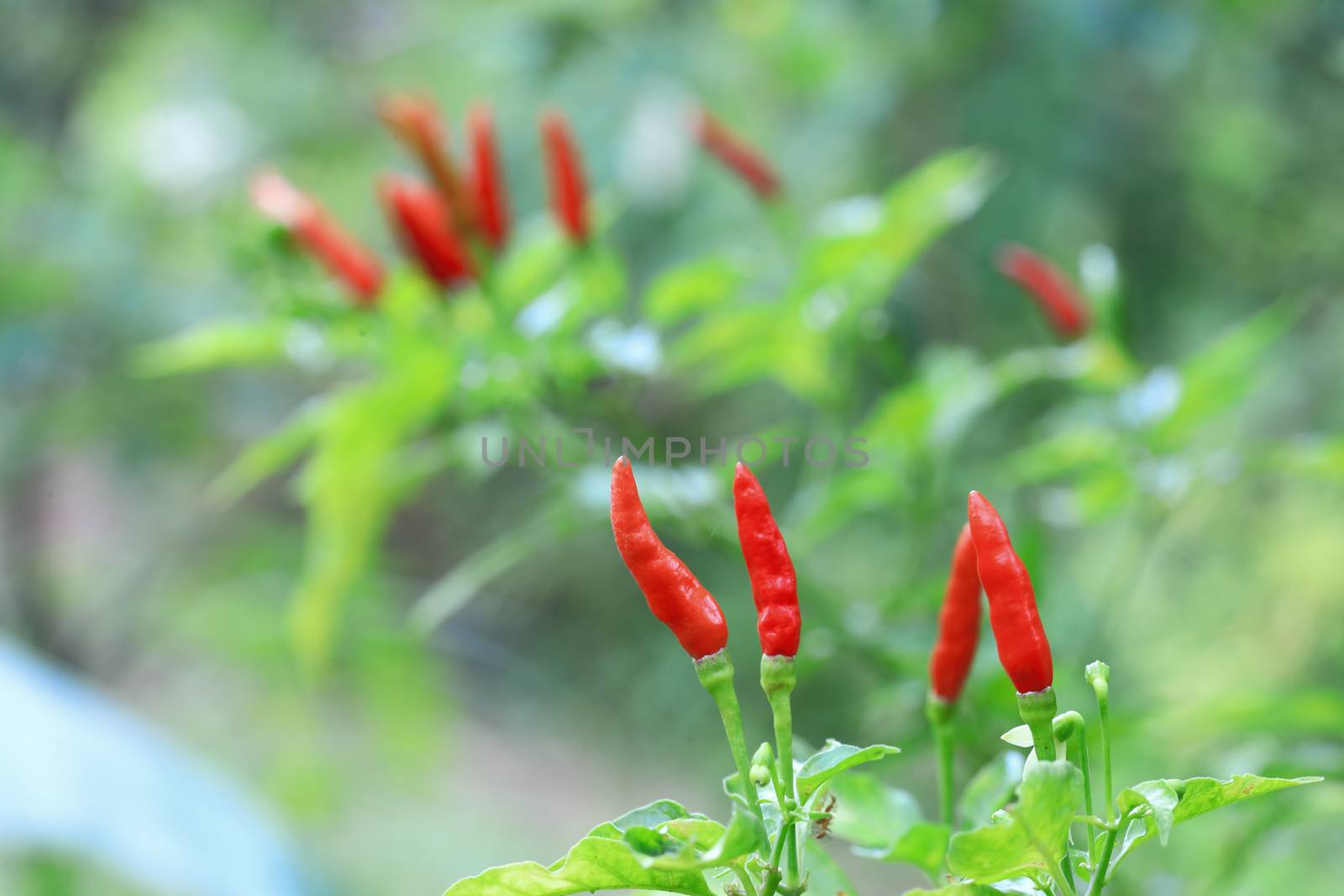 Red chilli in organic farm of Thailand.