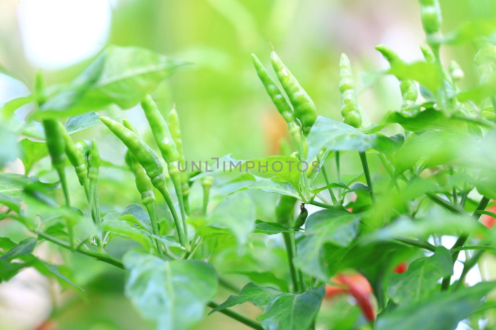Green chilli in organic farm of Thailand.