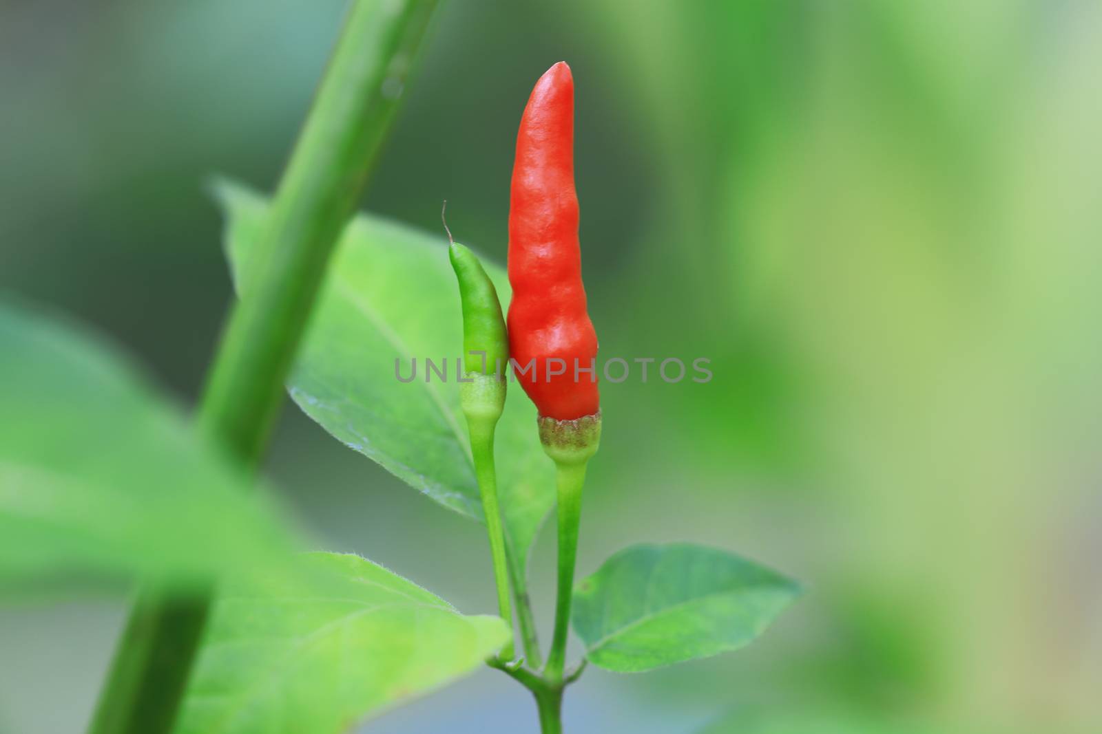 Red chilli in organic farm of Thailand.