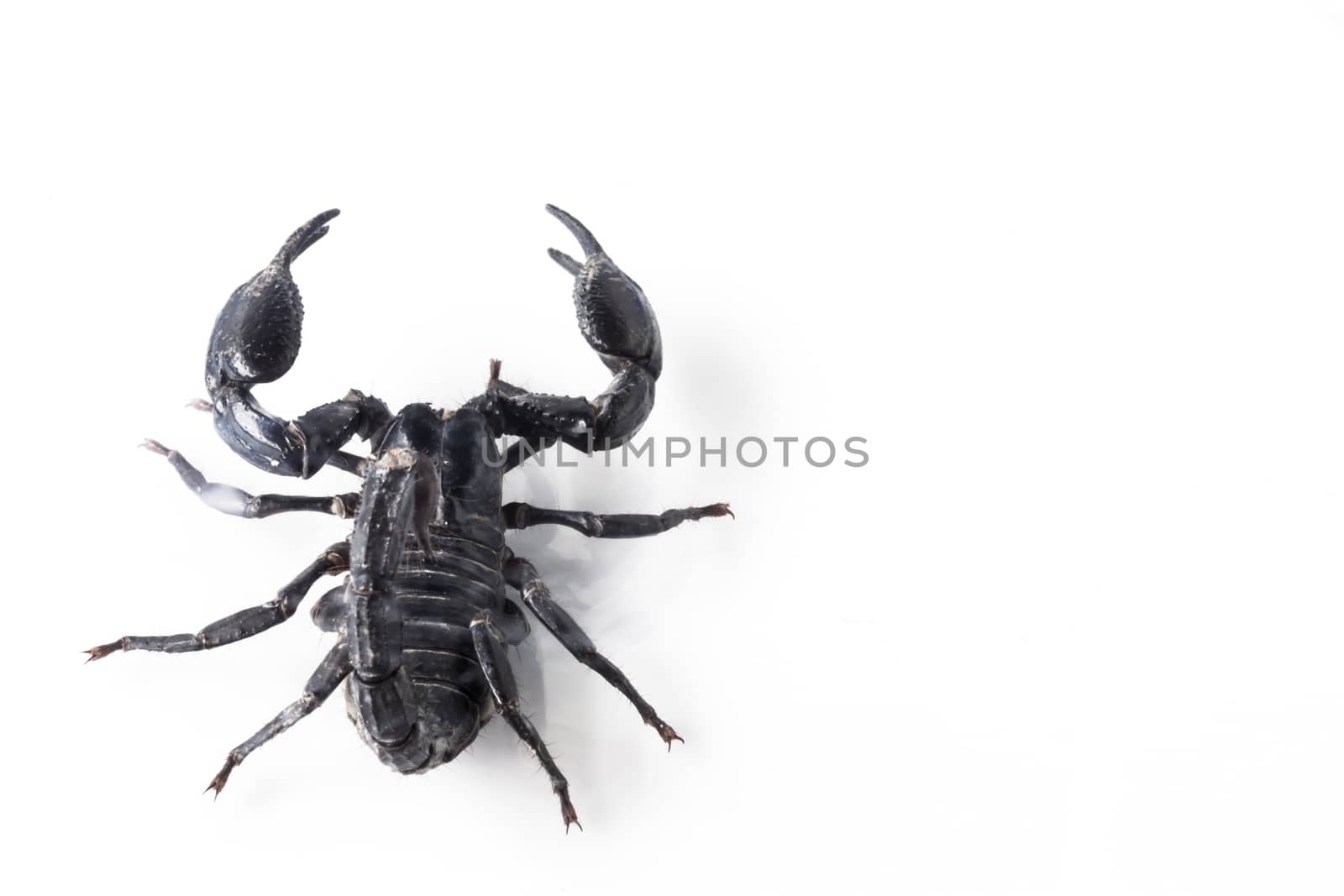 Young scorpion isolated on white background.