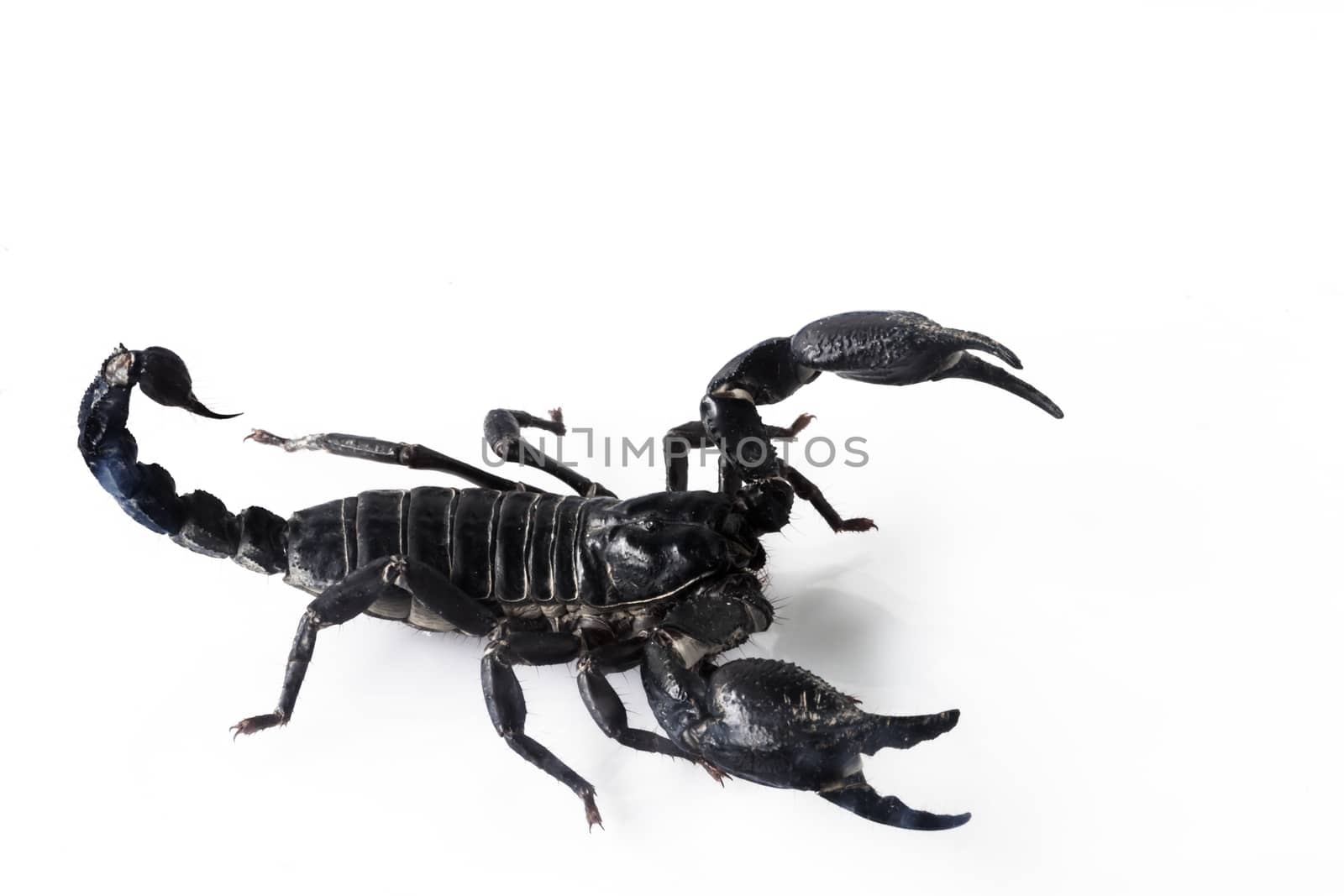 Young scorpion isolated on white background.