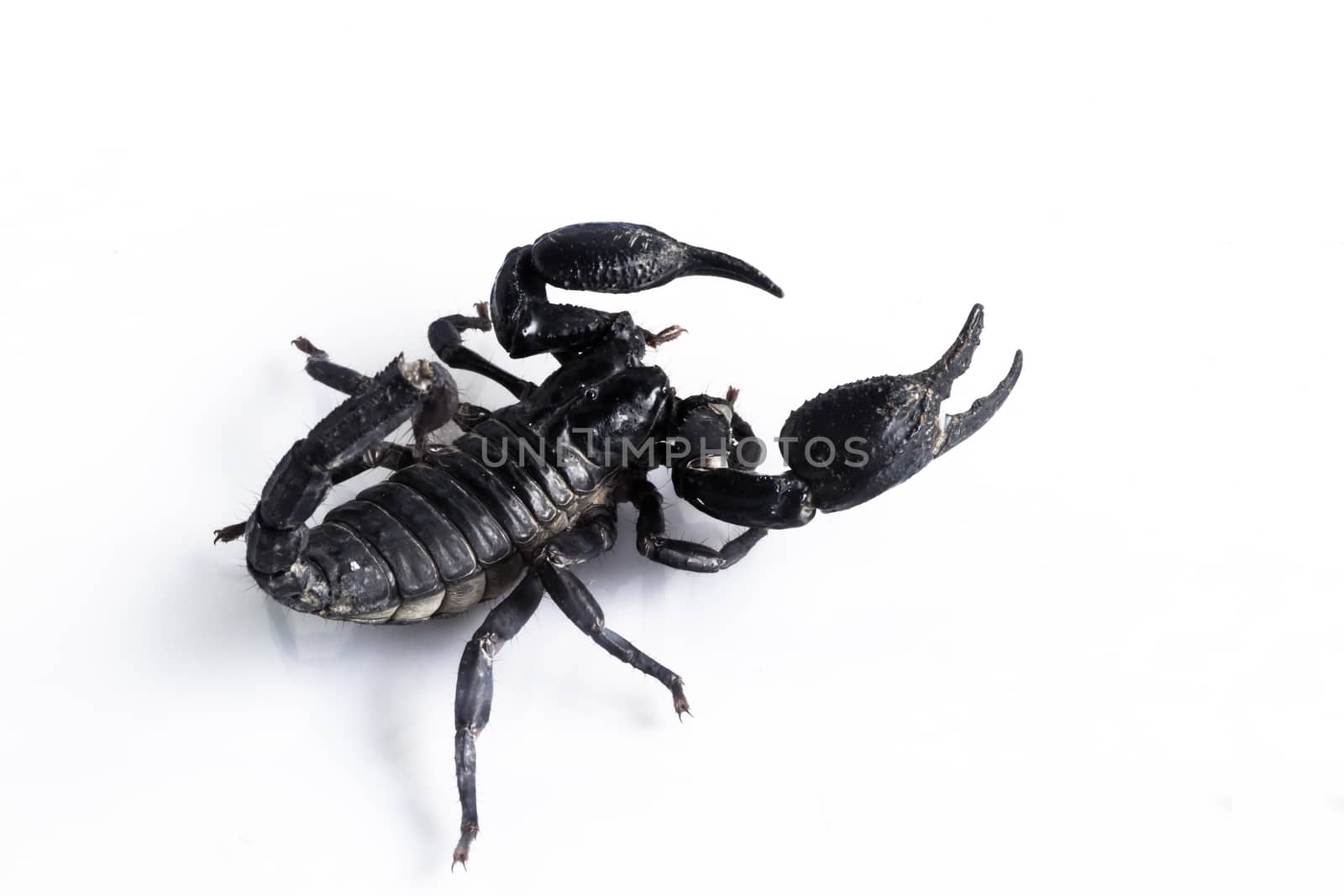 Young scorpion isolated on white background.