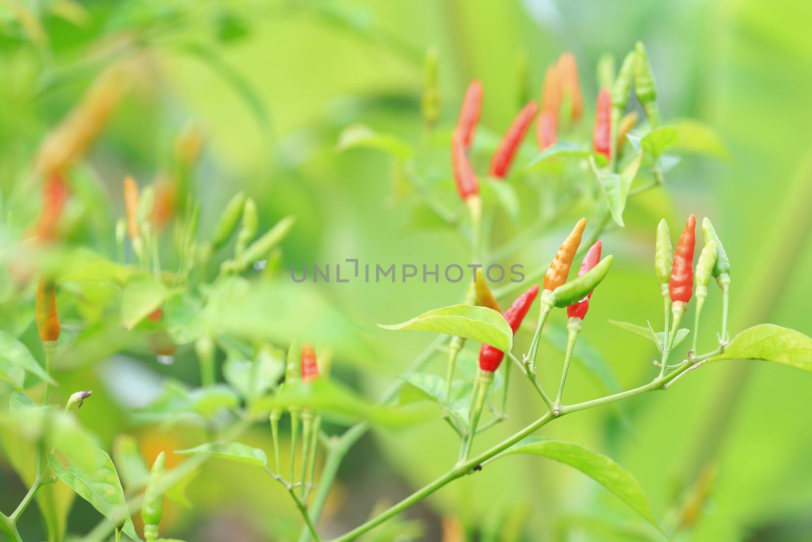 Green chilli in organic farm of chili organic garden in Thailand.