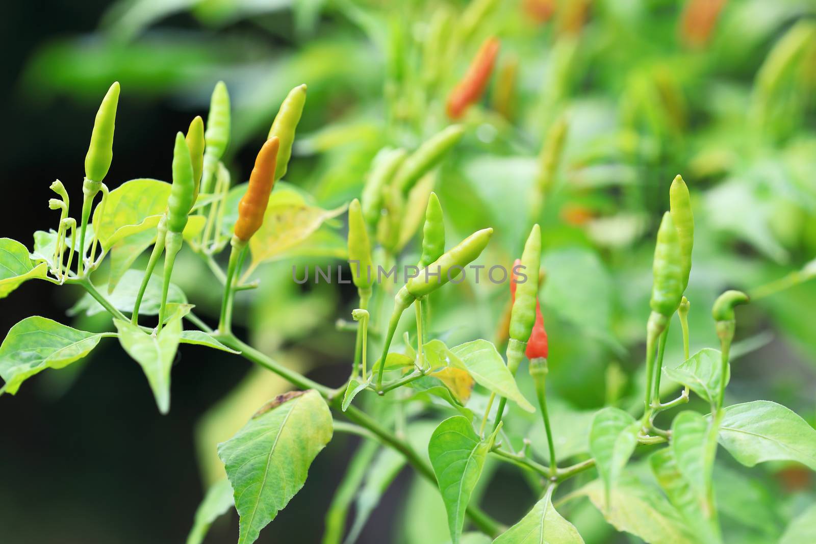 Green chilli in organic farm of chili organic garden in Thailand.