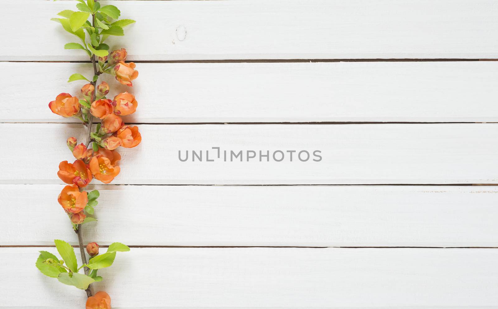 Abstract background of old painted white boards with branch of Chaenomeles japonica covered with red flowers