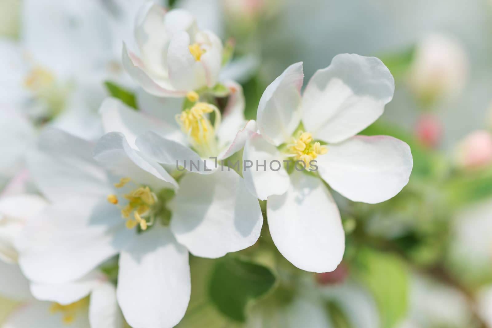 White delicate flowers of apple tree close-up in a spring garden in the early morning