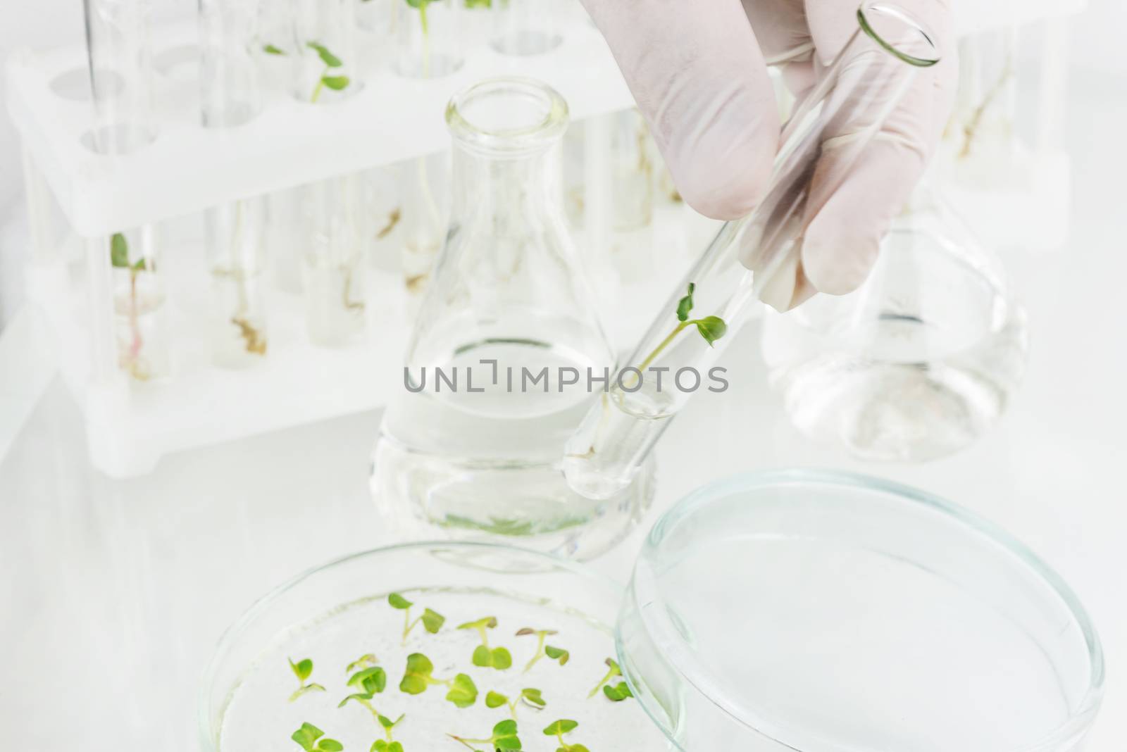 Hand in rubber glove holding a test-tube with cloned plant closeup in the laboratory