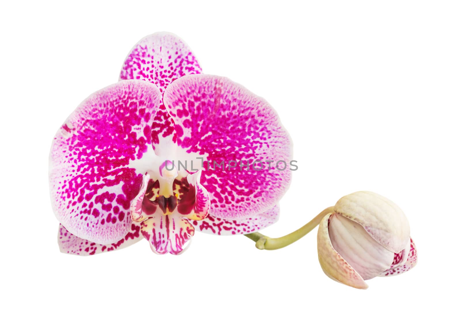 Beautiful red spotted orchid flower with a bud  isolated on a white background