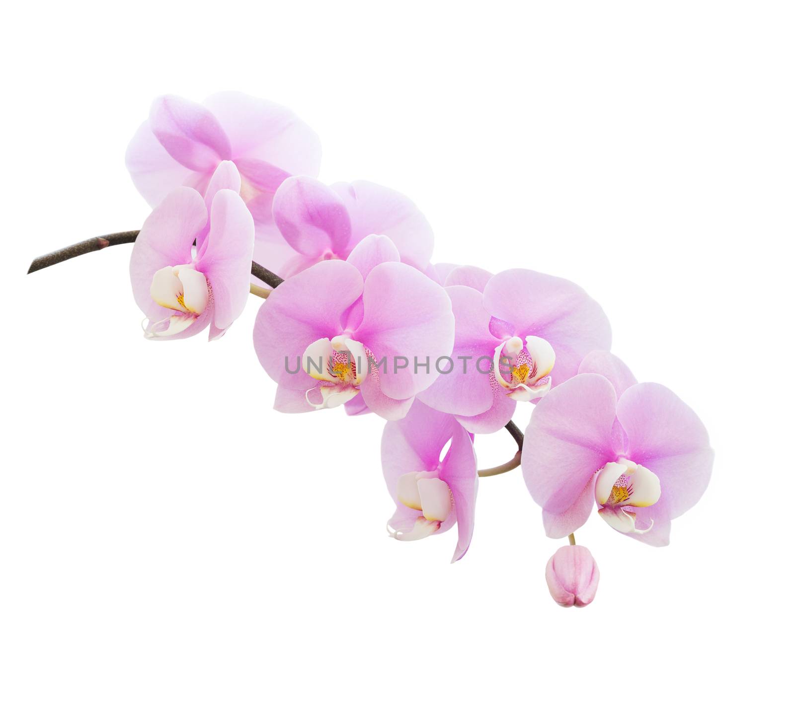 Pale pink orchid flowers varieties Aphrodite isolated on a white background