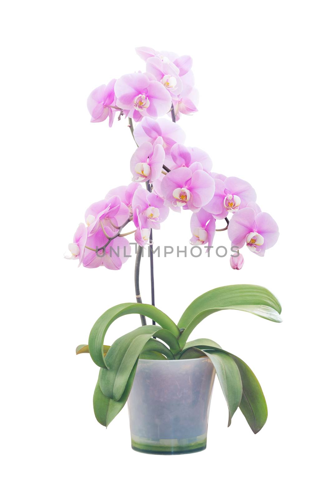 Pink orchid phalaenopsis flower variety Aphrodite in a transparent flowerpot  isolated on a white background