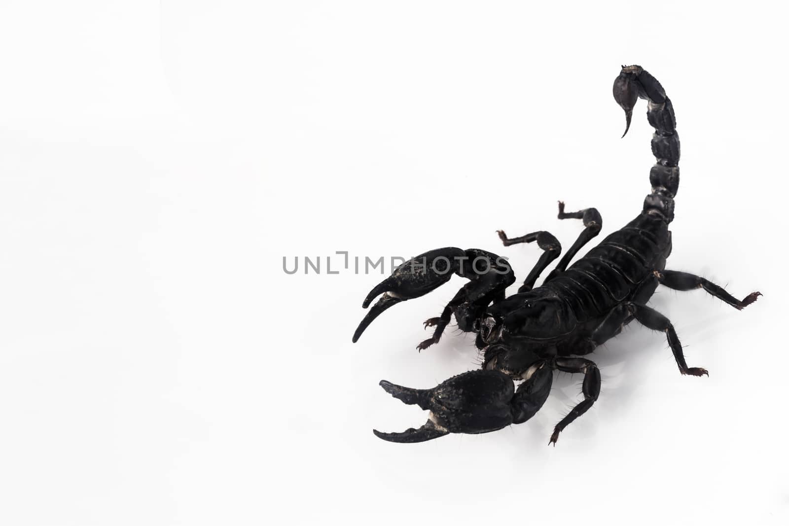 Young scorpion isolated on white background.