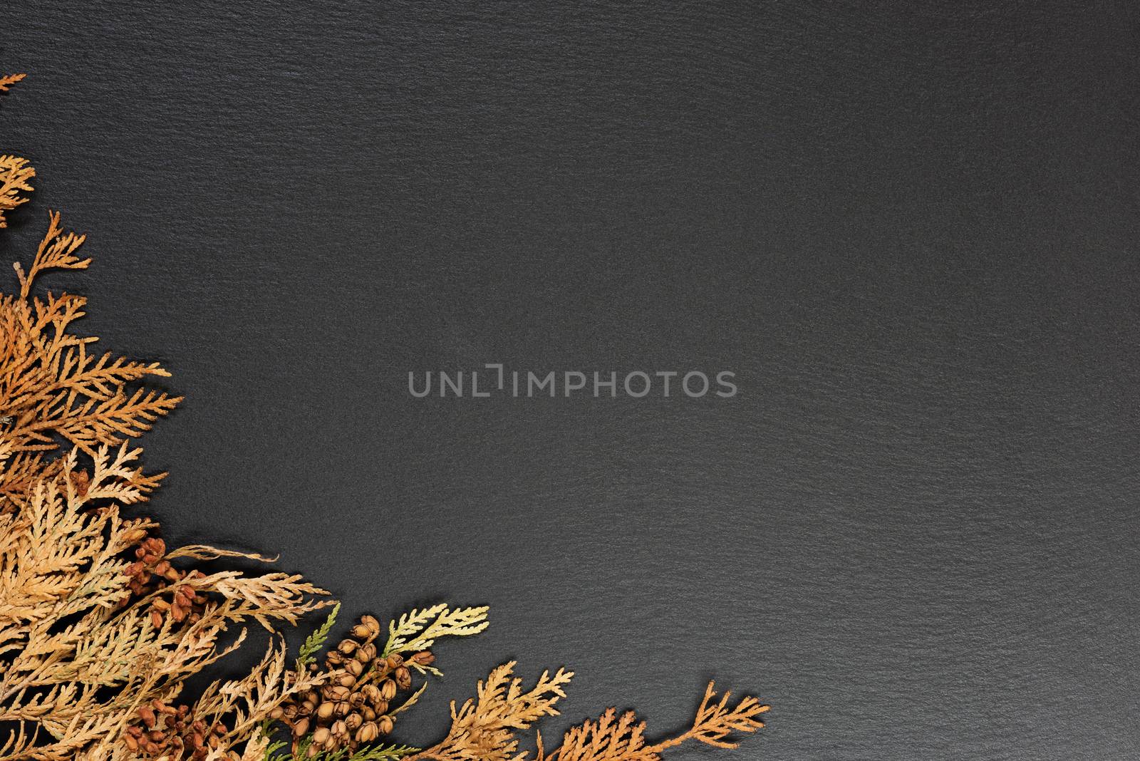 Fall frame from autumn leaves of thuja on a background of black stone with copy-space