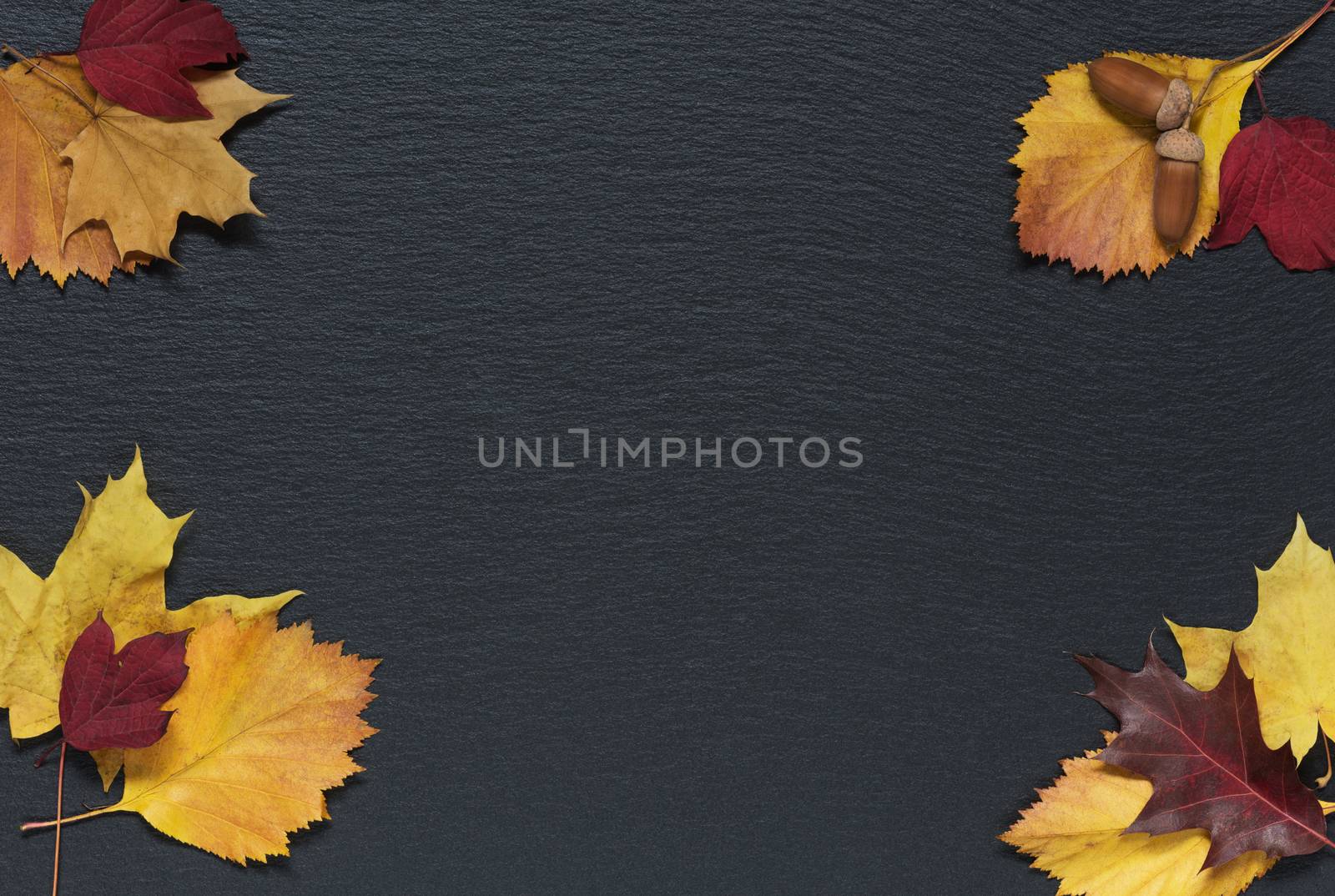 Autumn leaves on black background by Epitavi