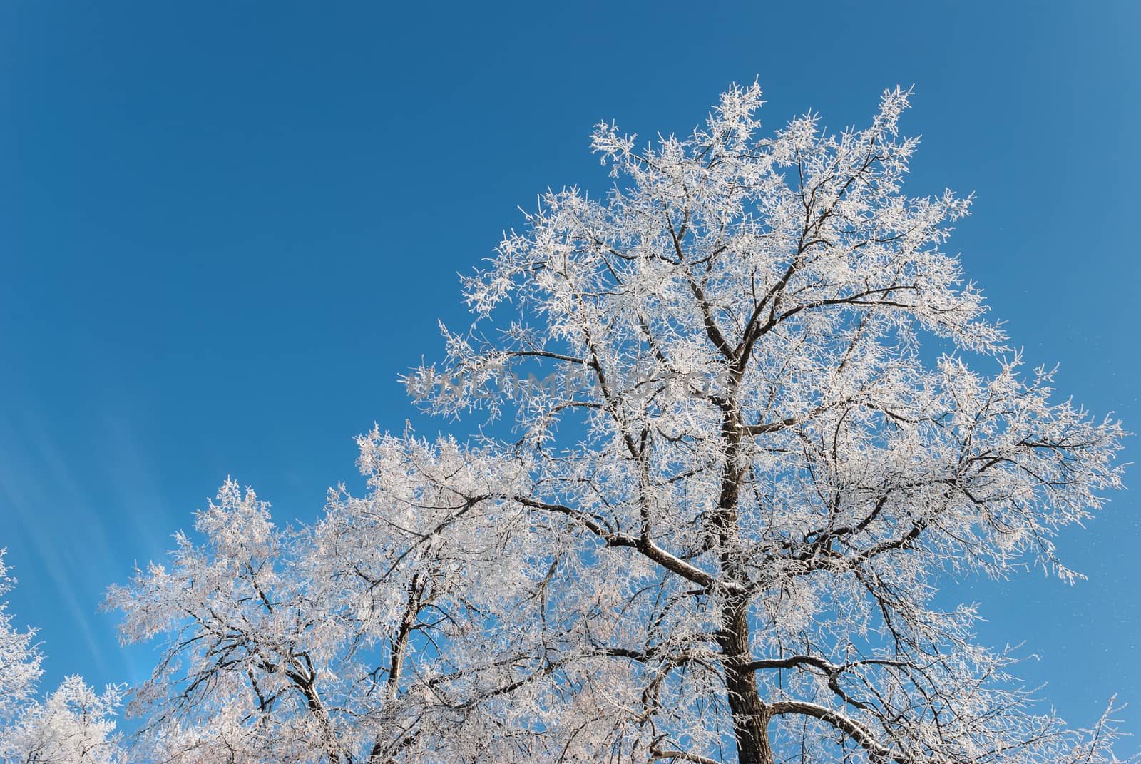 Winter trees covered with white frost, against the clear blue sky