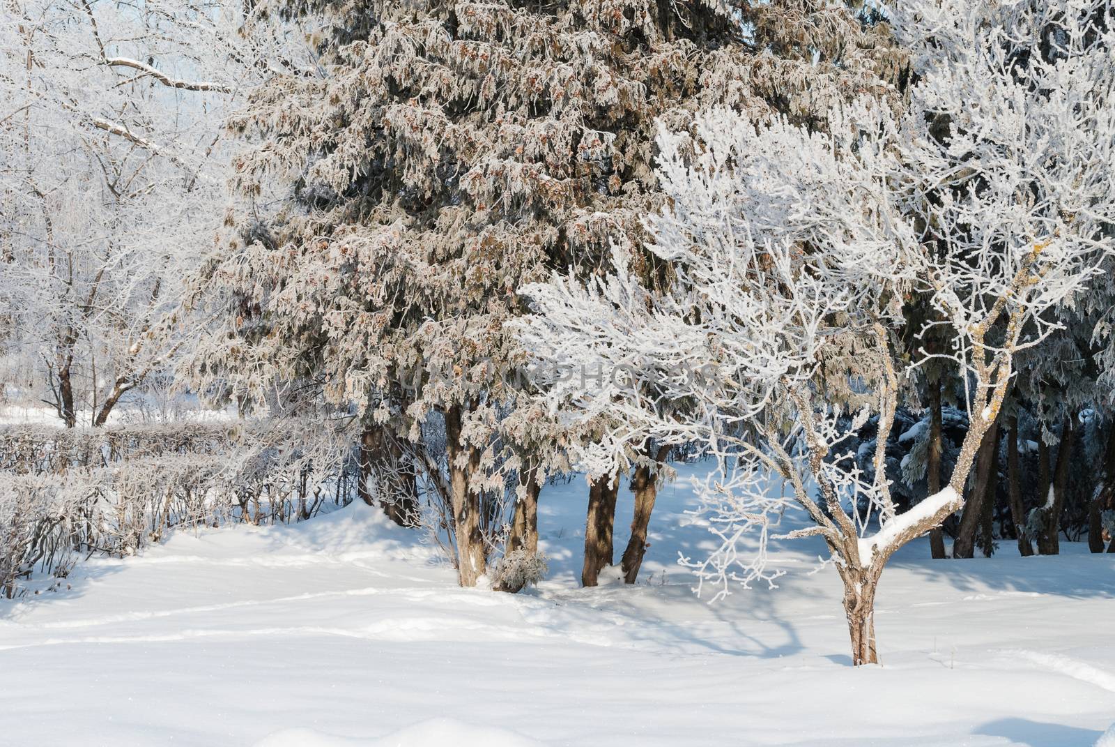 Winter park with snow-covered trees at clear frosty morning