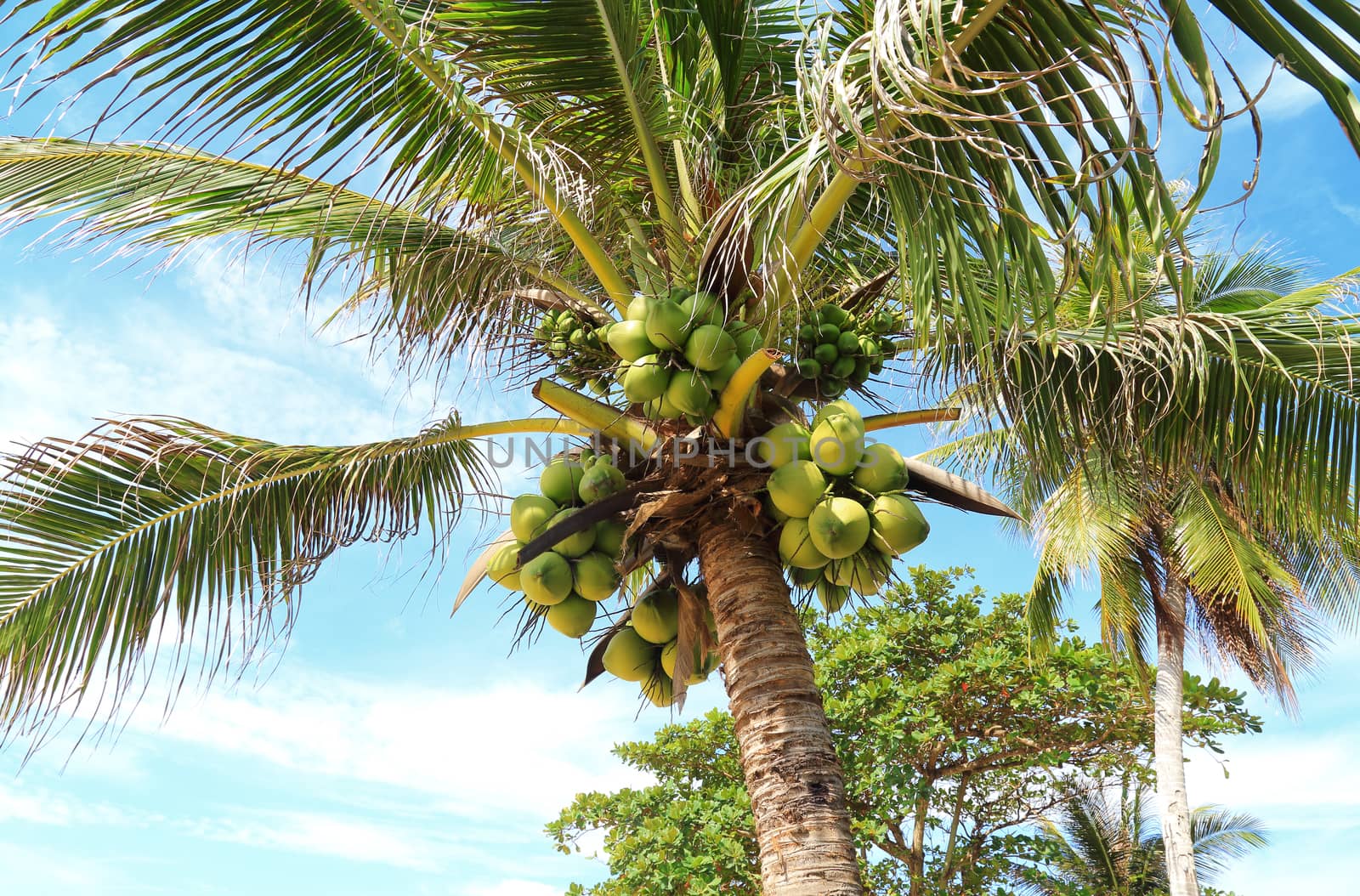 Fresh young coconut on tree with blue sky.