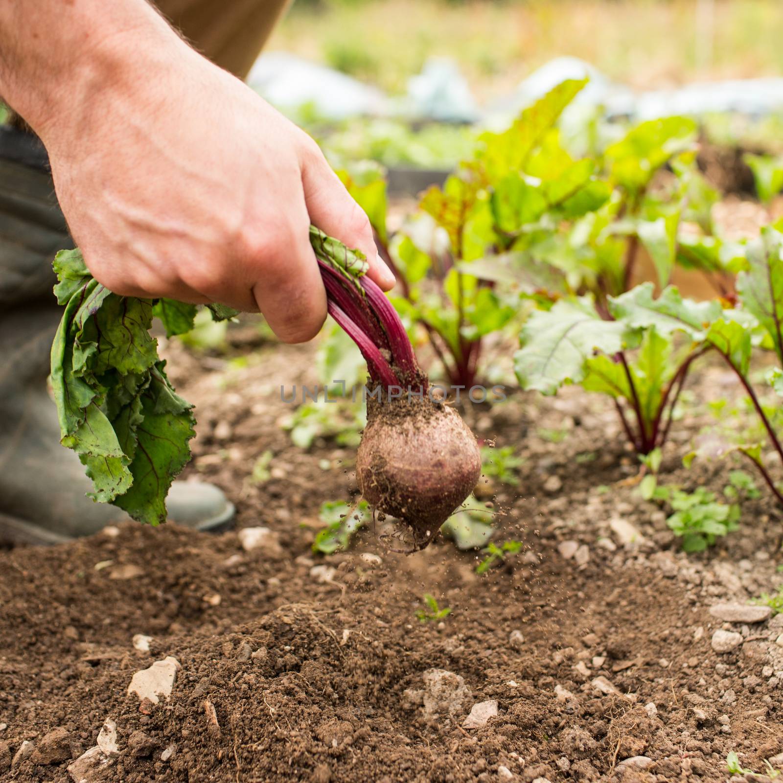 Man pulling fresh beetroot out of the ground in his garden