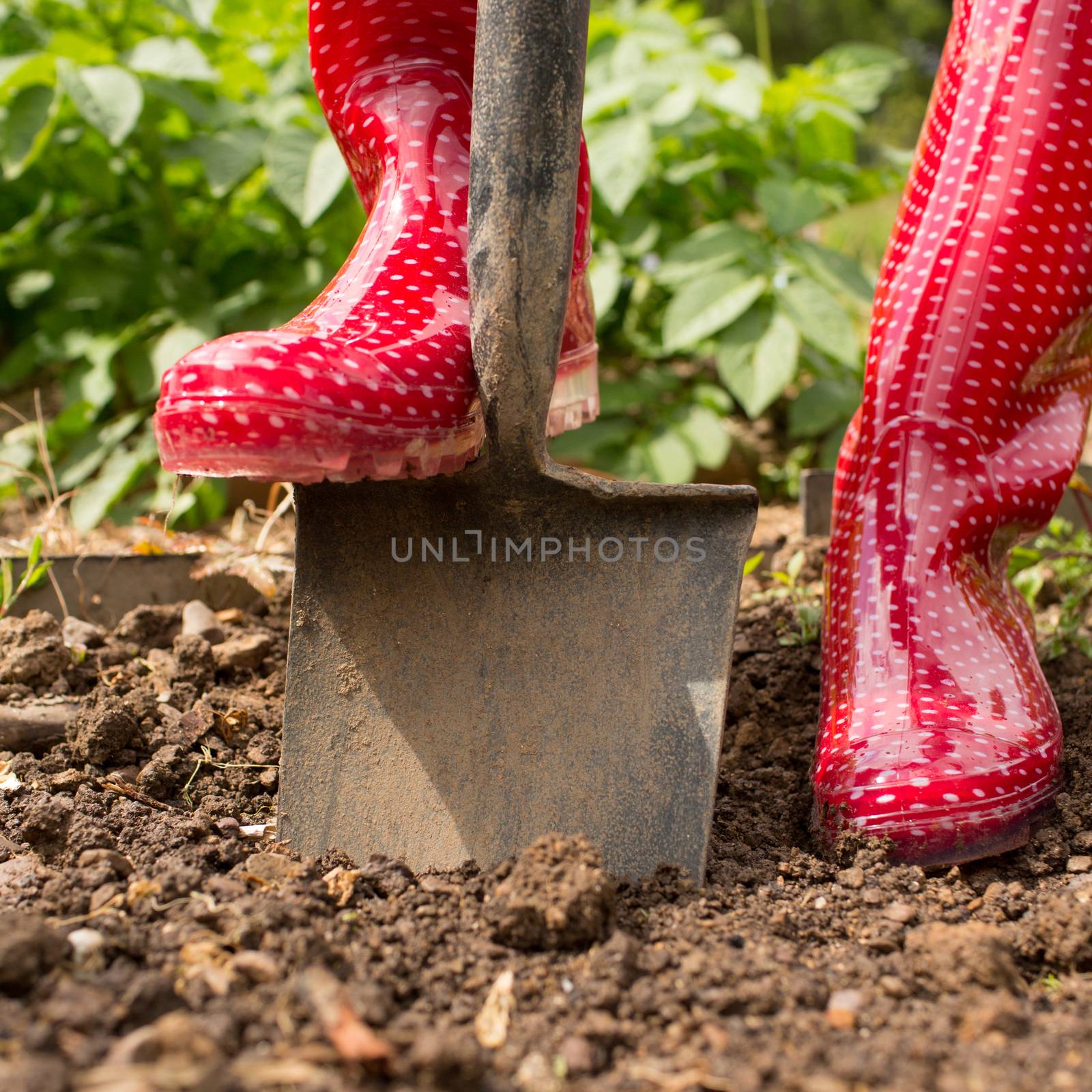 Woman wearing red rubber boots using shovel in her garden