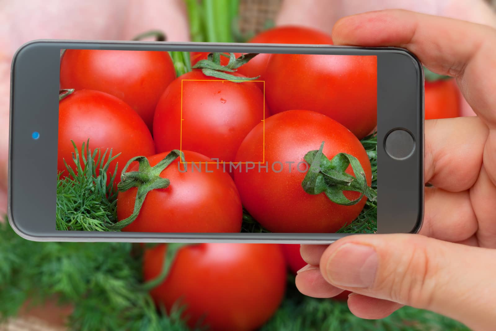 Fresh vegetables. Ingredients for cooking. Tomatoes in the smartphone screen.