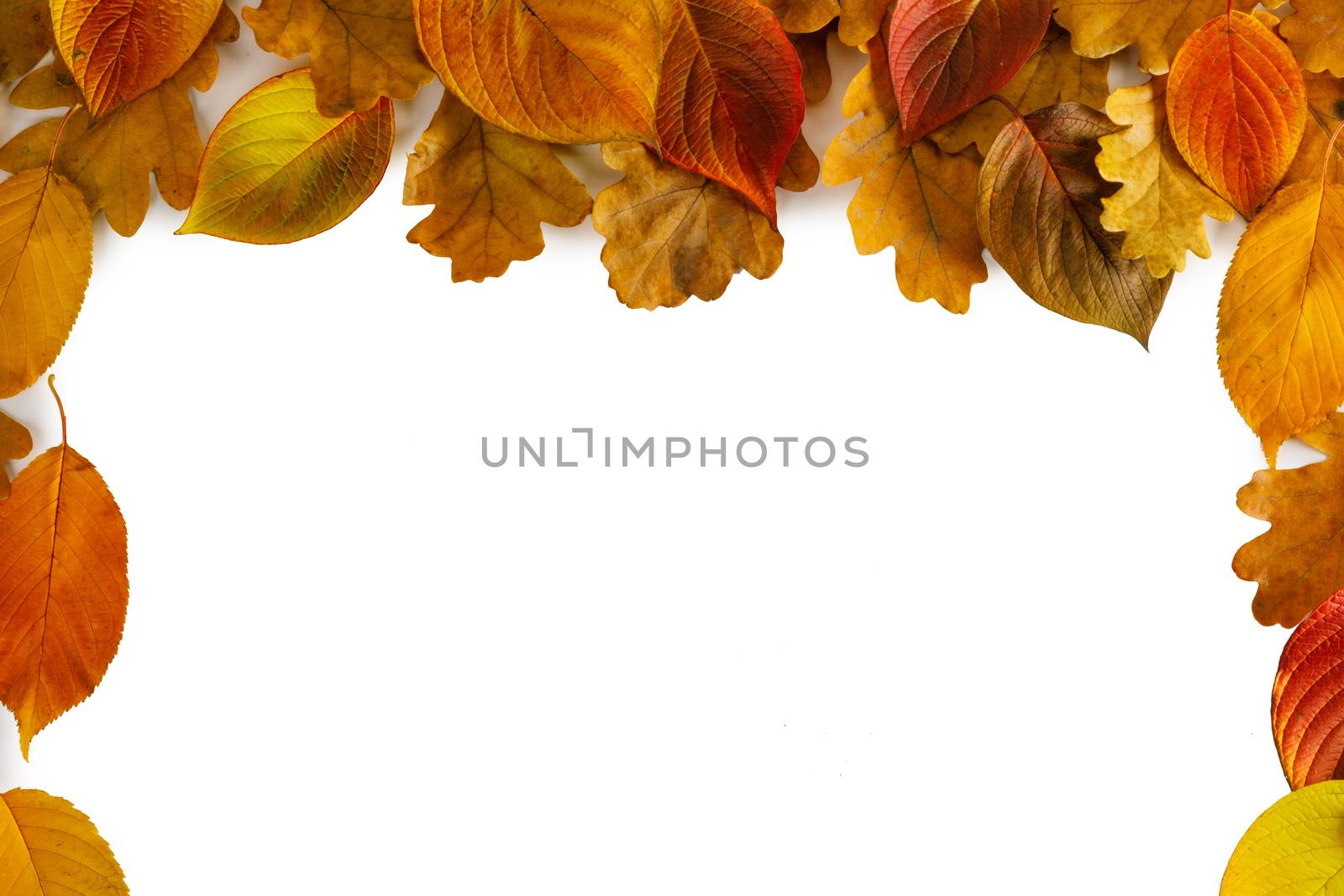 autumn leaves border frame isolated on white background