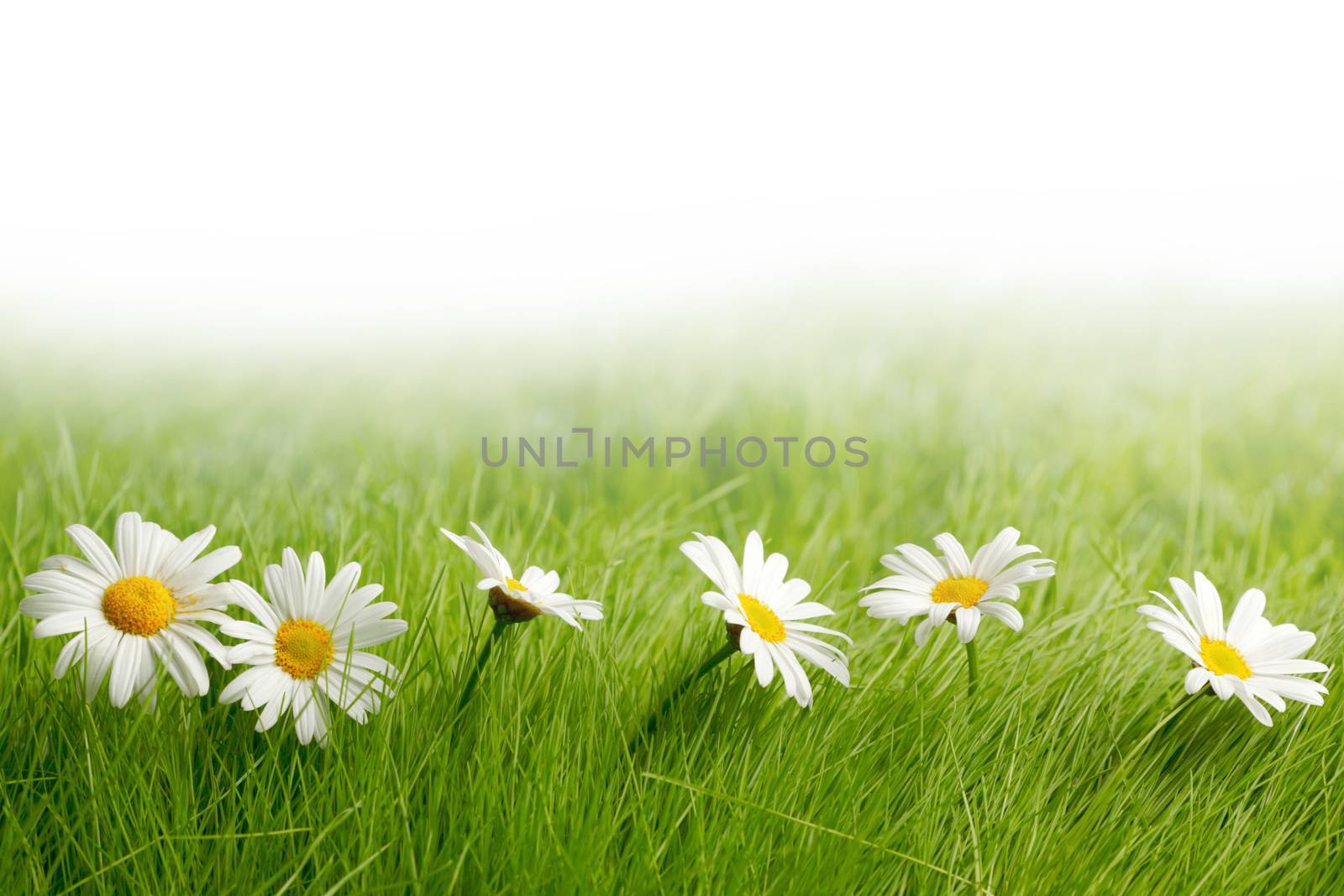 White daisy flowers in green grass isolated on white background