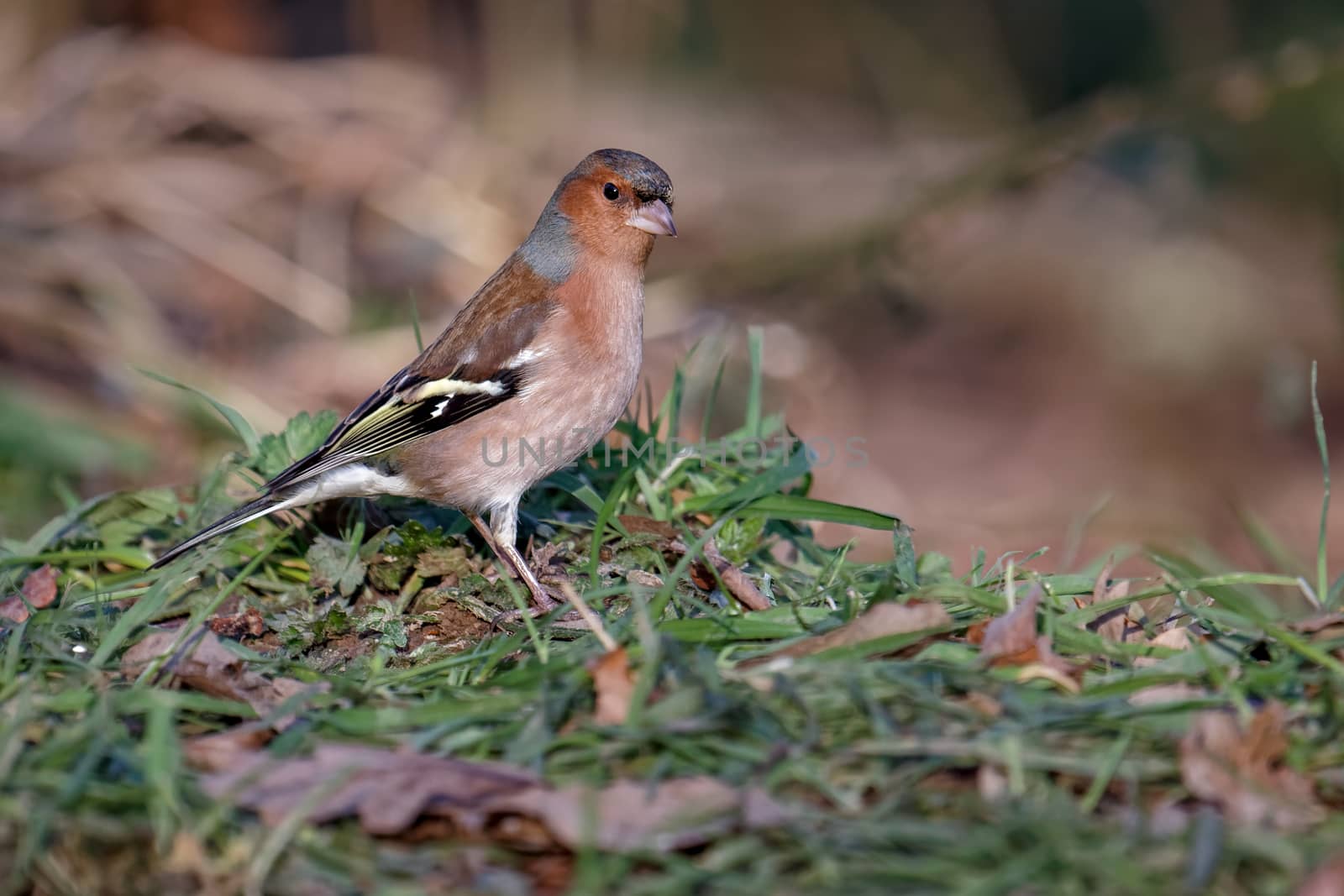 Close-up of a Chaffinch (fringilla coelebs) by phil_bird