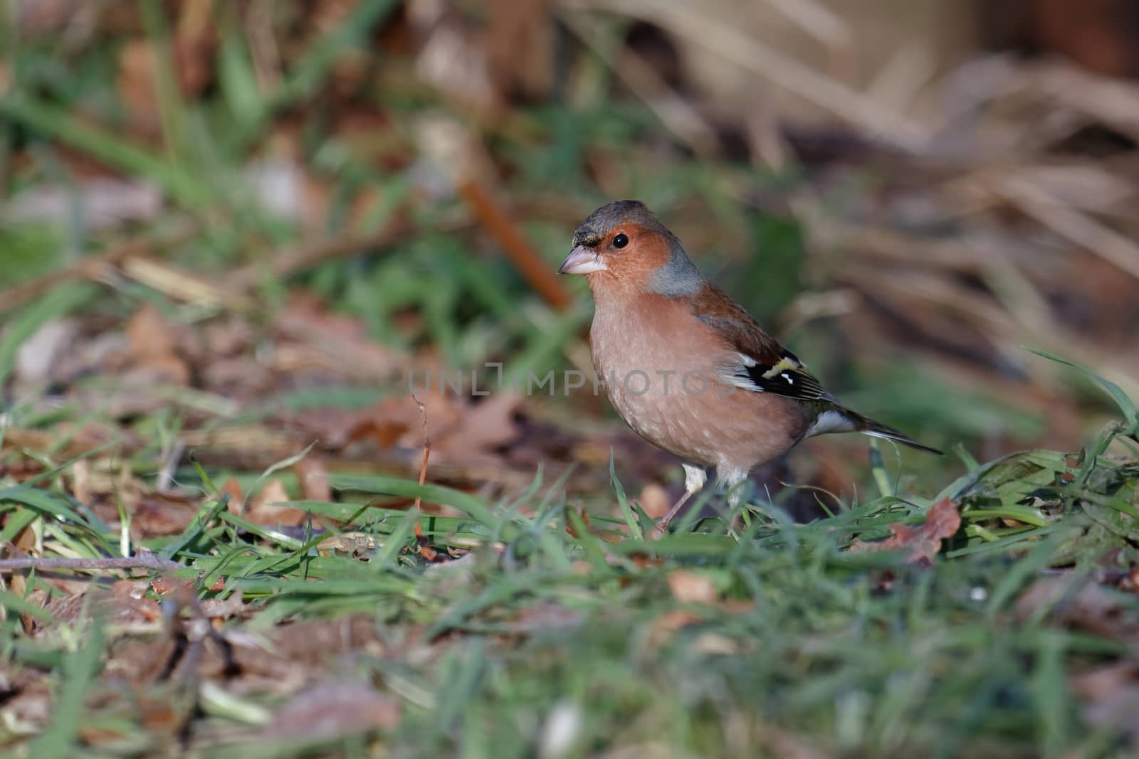 Chaffinch (fringilla coelebs) by phil_bird