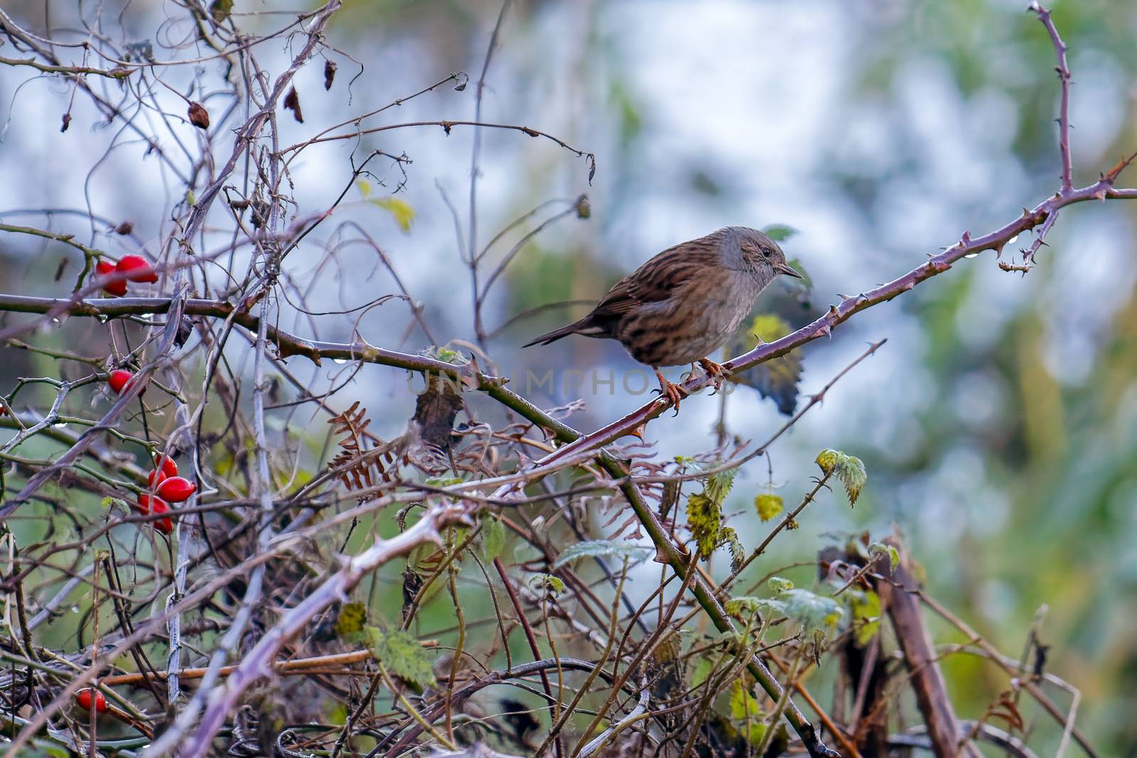 Hedge Accentor or Dunnock on a briar in winter by phil_bird