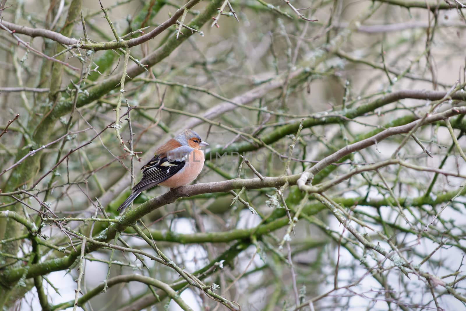 Common Chaffinch (Fringilla coelebs) perched in a tree on a chil by phil_bird