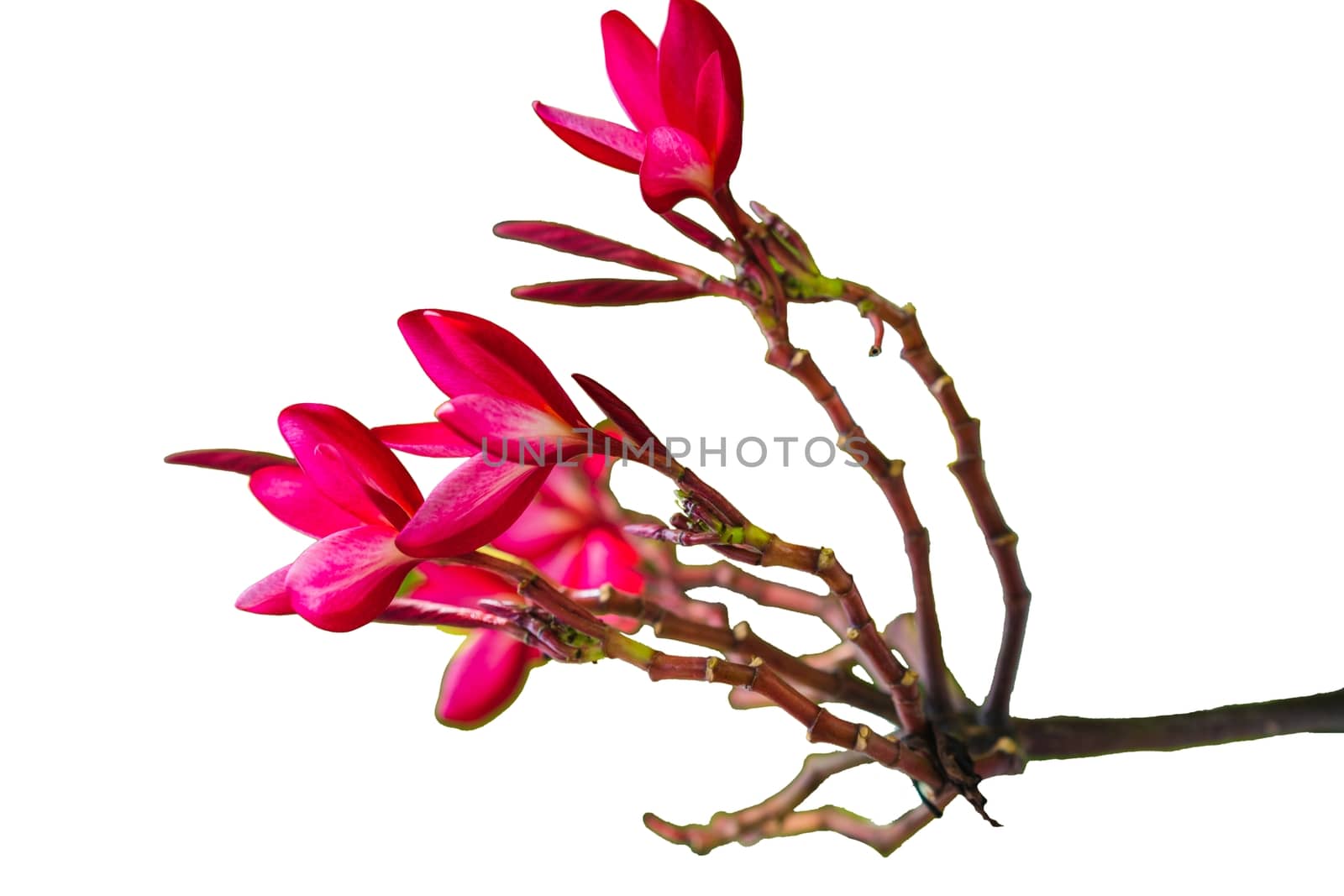 Pink Plumeria Flower Blooming Outdoors isolated on white background by peerapixs