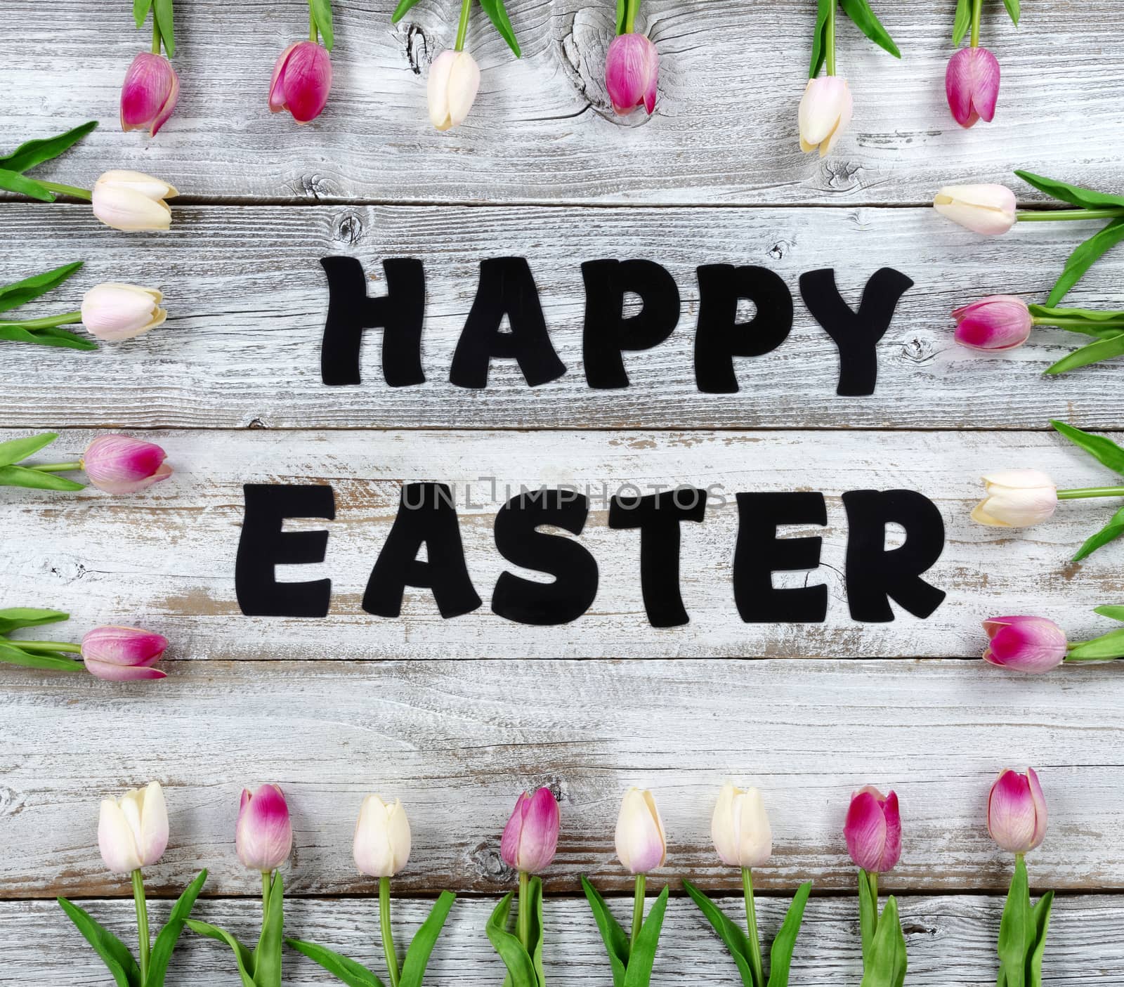Happy Easter holiday concept with pink tulip box shaped border o by tab1962