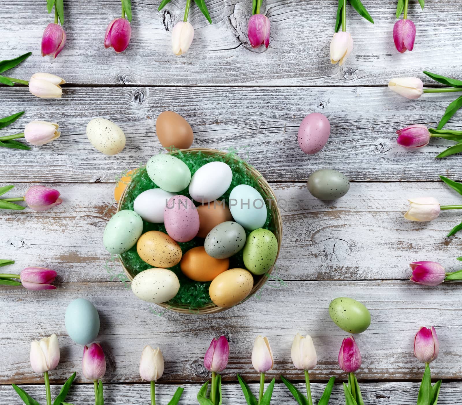 Happy Easter holiday concept with colorful eggs in basket surrounded by pink tulip box shaped border on white rustic wood  