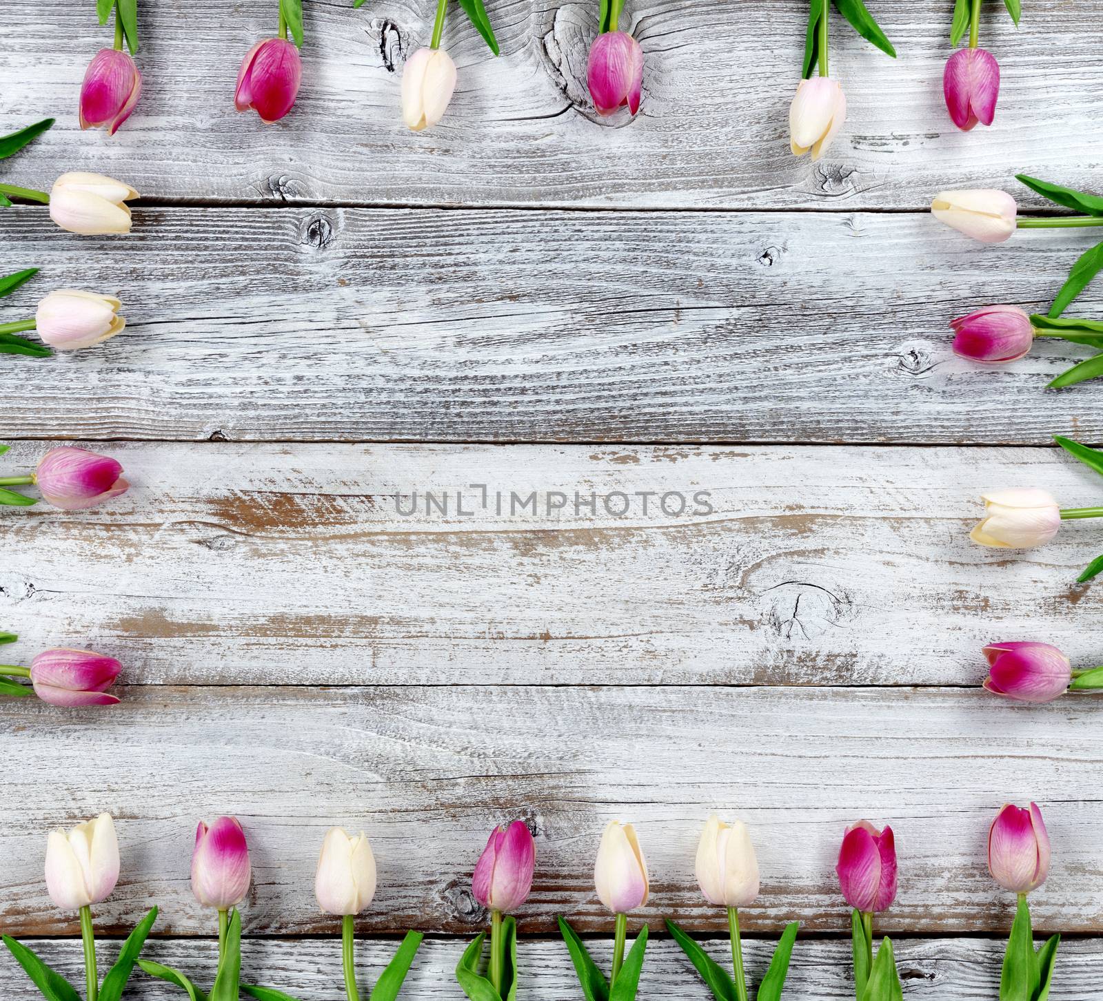 Mothers Day concept with tulip box shaped border on white rustic by tab1962