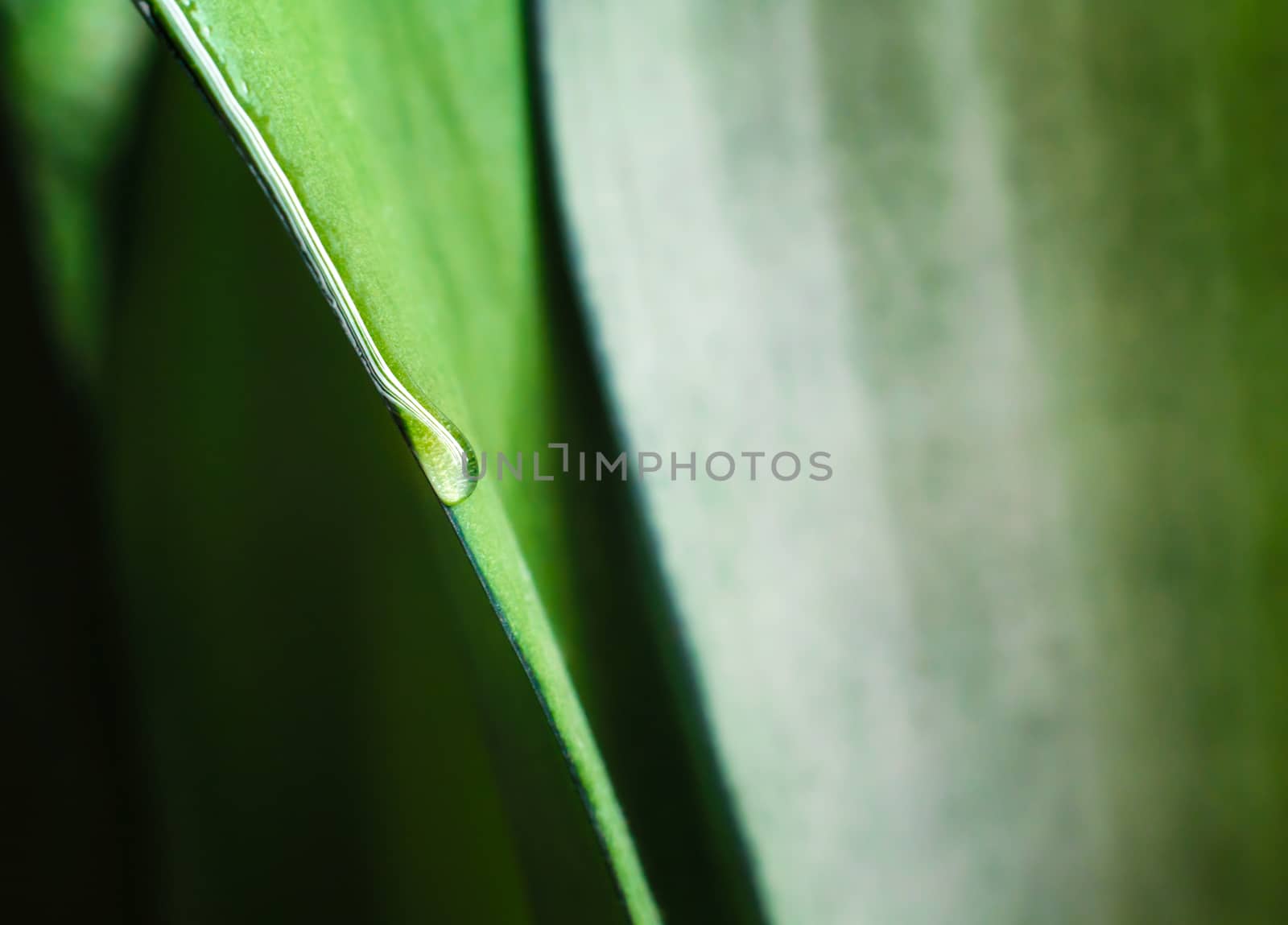 drop of dew on a fresh green leaf of a plant macro spring background close up