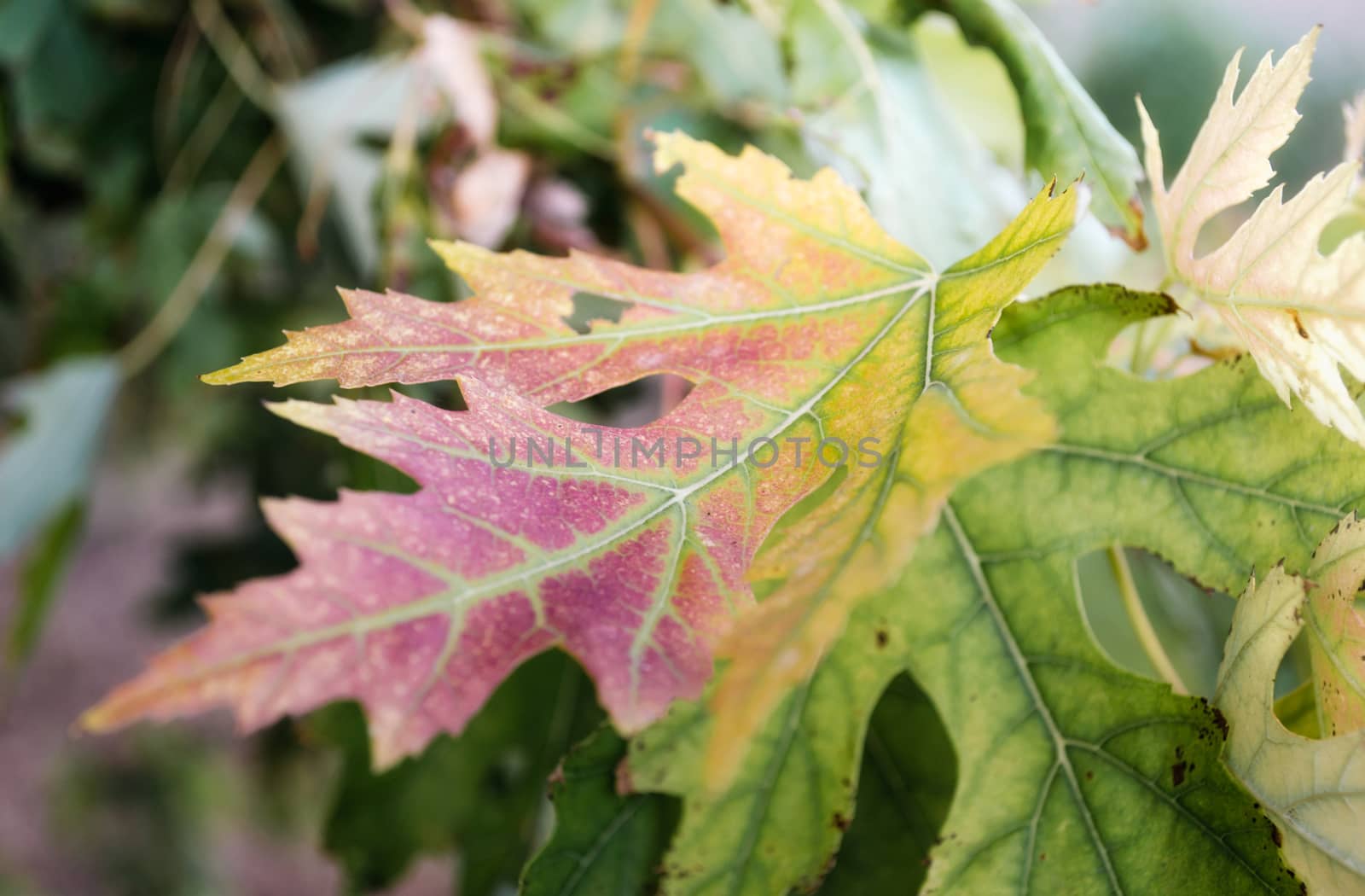 yellow and green maple leaf closeup colored autumn background