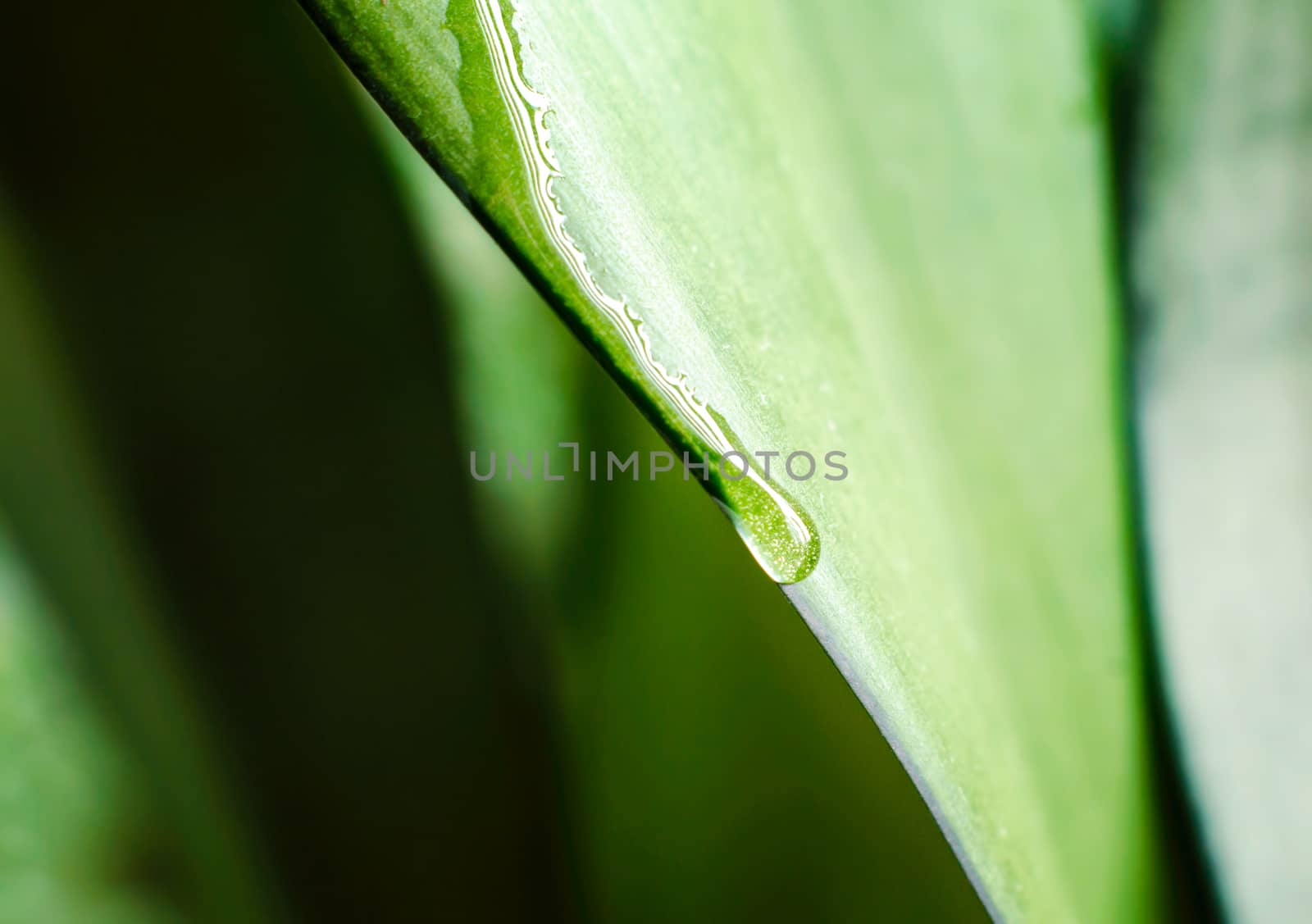 drop of dew on a green leaf of a plant macro spring background