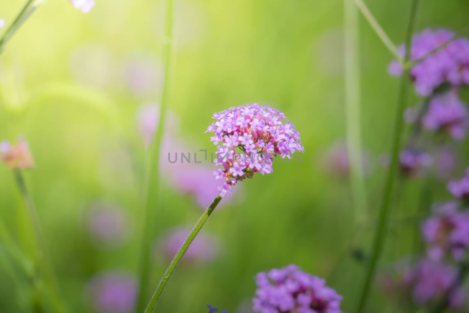 The background image of the colorful flowers, background nature