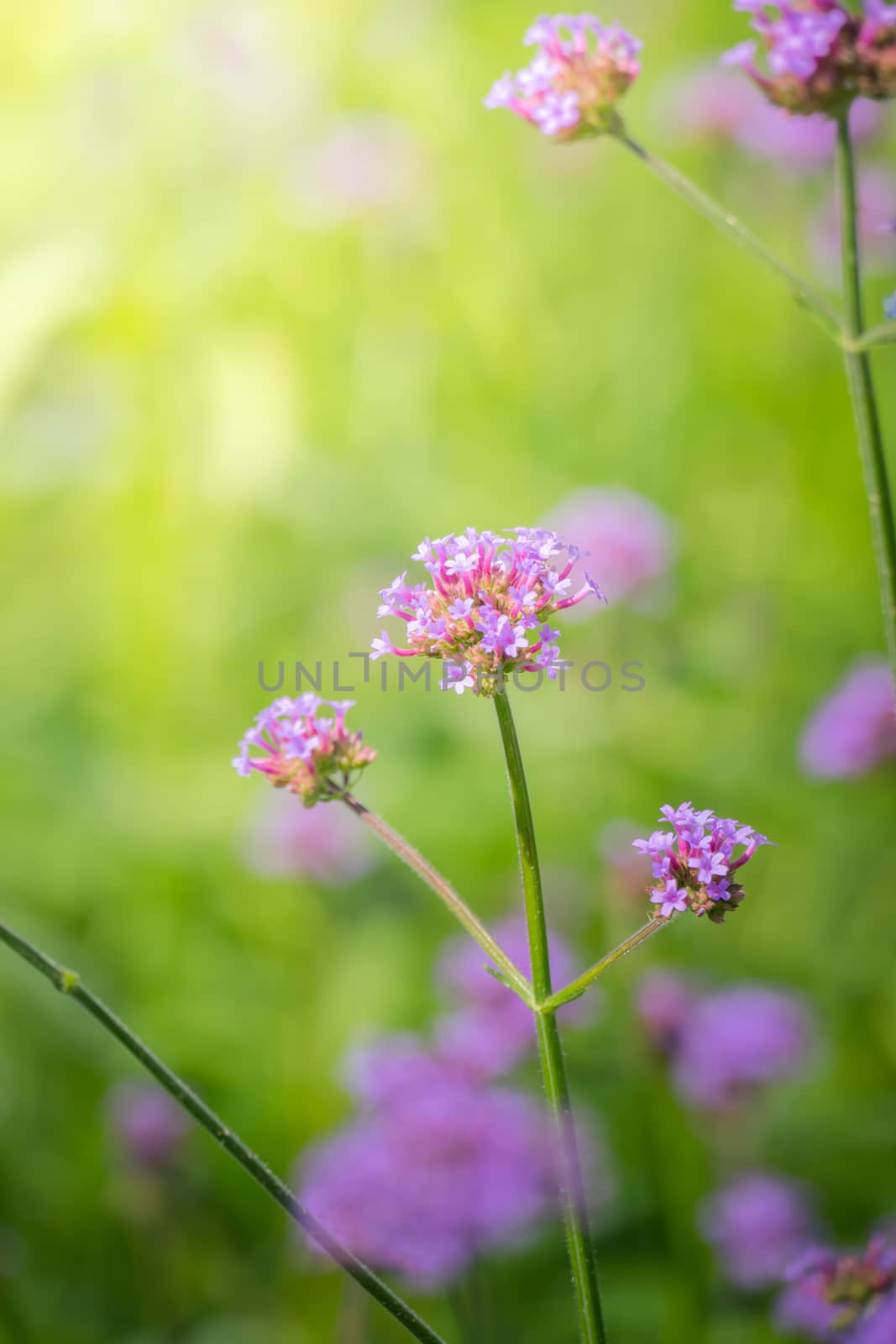 The background image of the colorful flowers, background nature