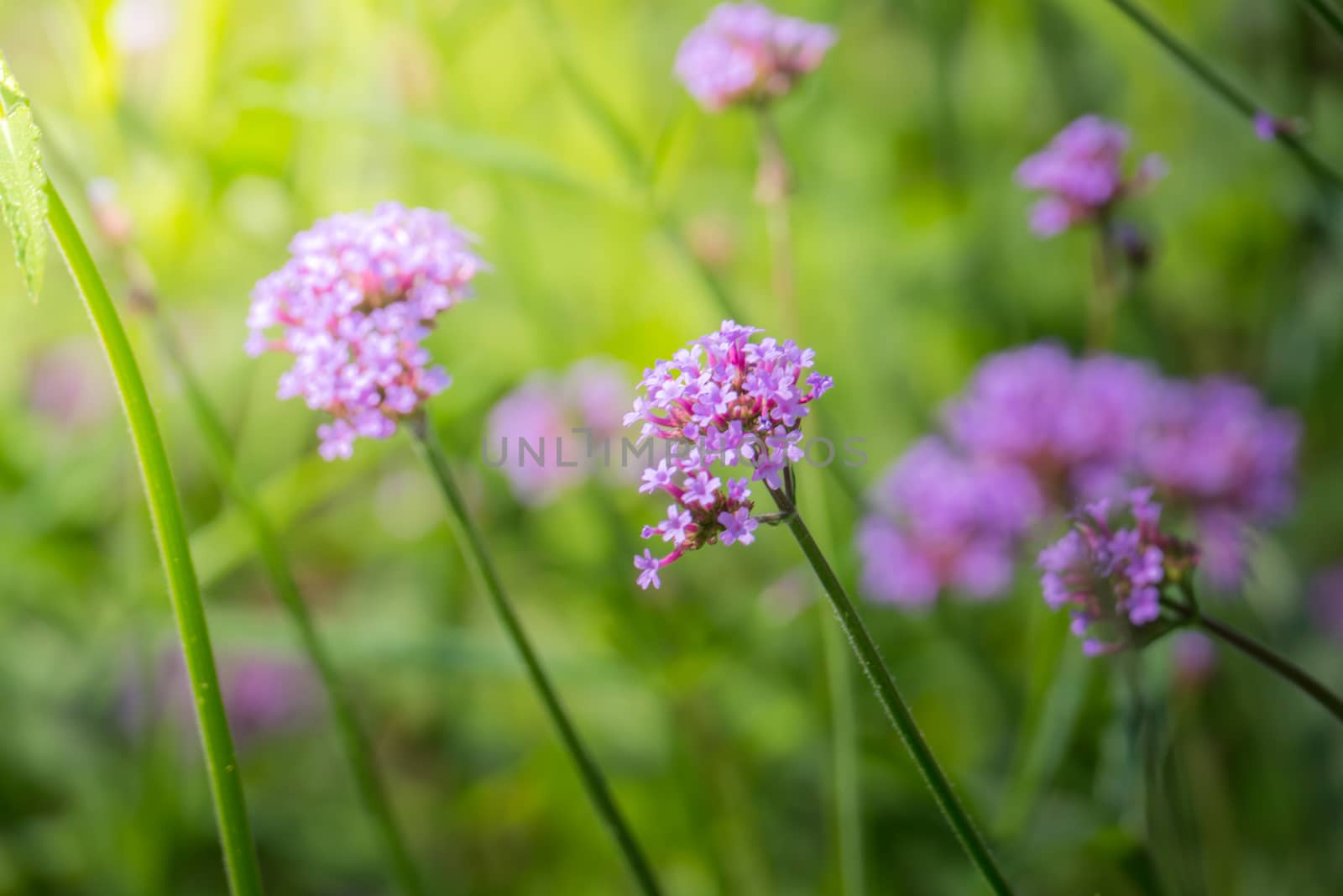 The background image of the colorful flowers, background nature