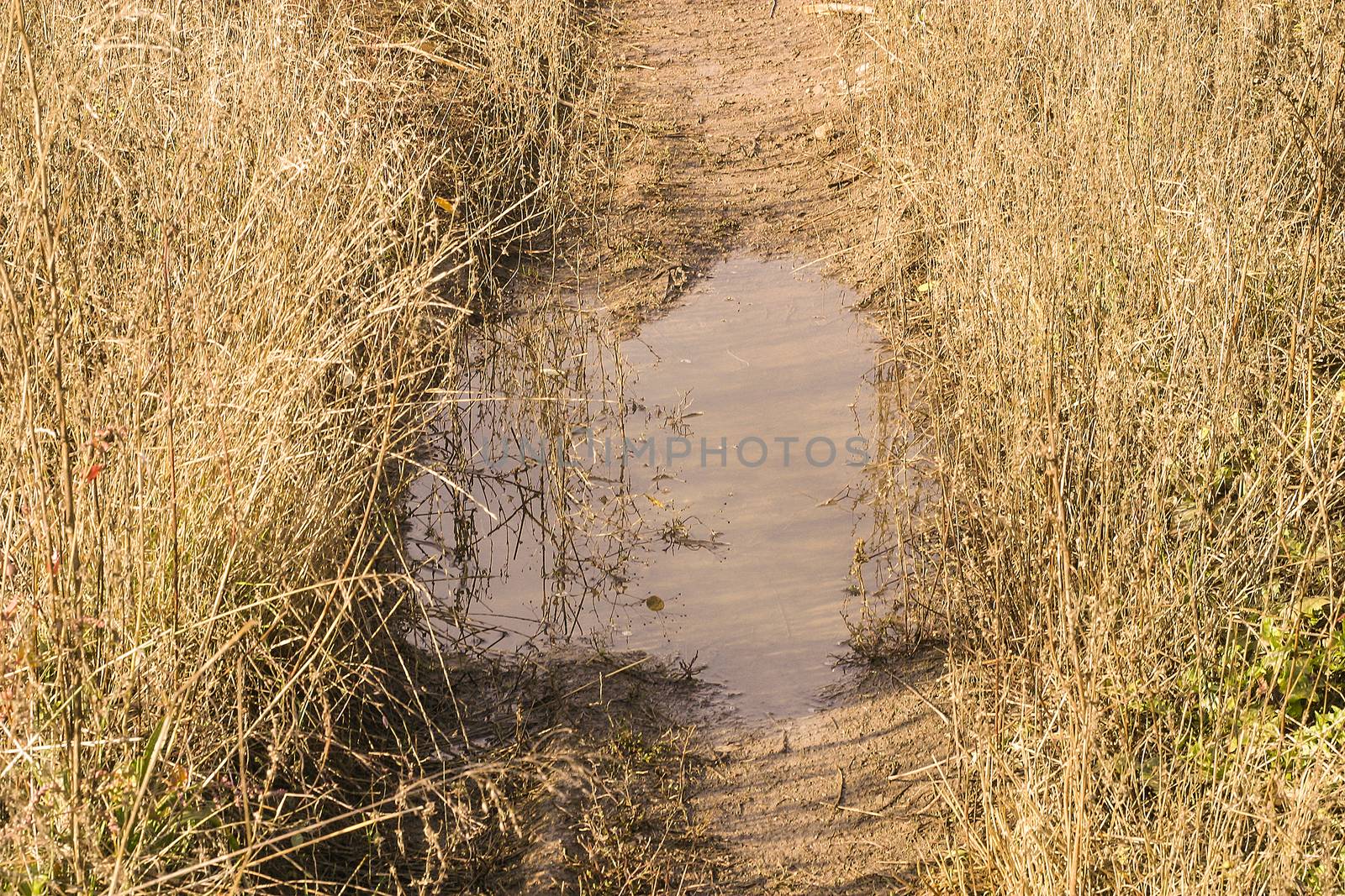 The scenery with the Pathway throw the field with weed grasses grown and mud puddle at a rural locality