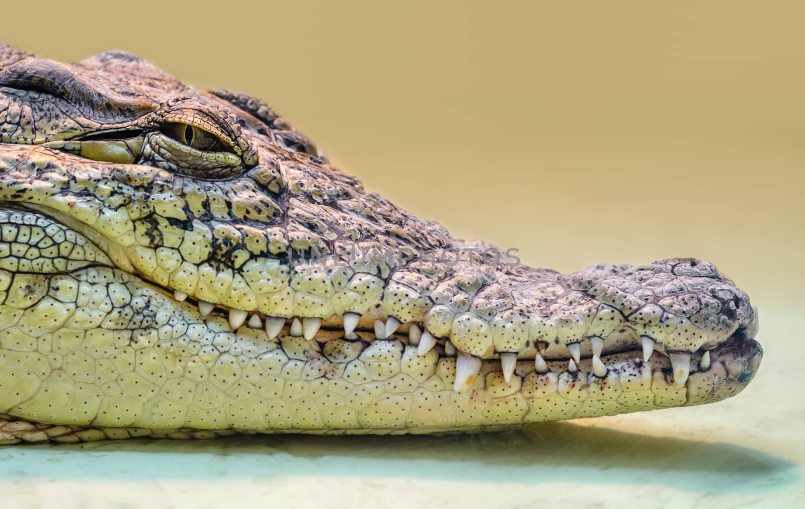 crocodile head with toothy mouth and yellow eye isolated close up on a 
yellow background