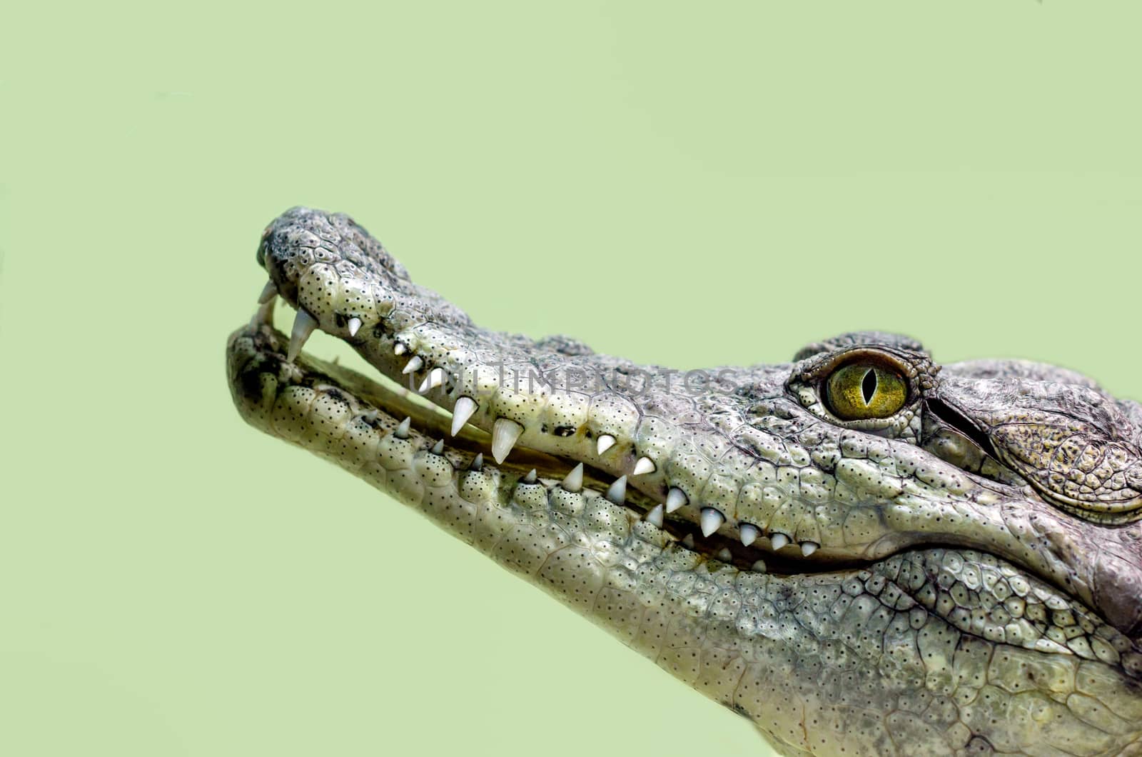 crocodile head with toothy mouth and yellow eye isolated close up on a green background