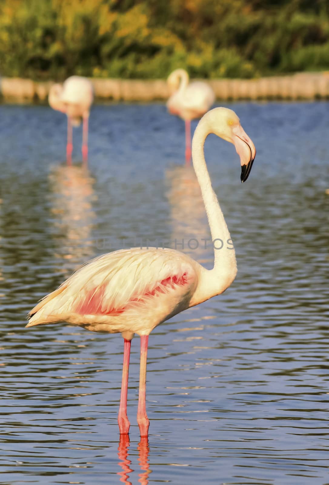 Peaceful flamingo in the water in Camargue, France by Elenaphotos21