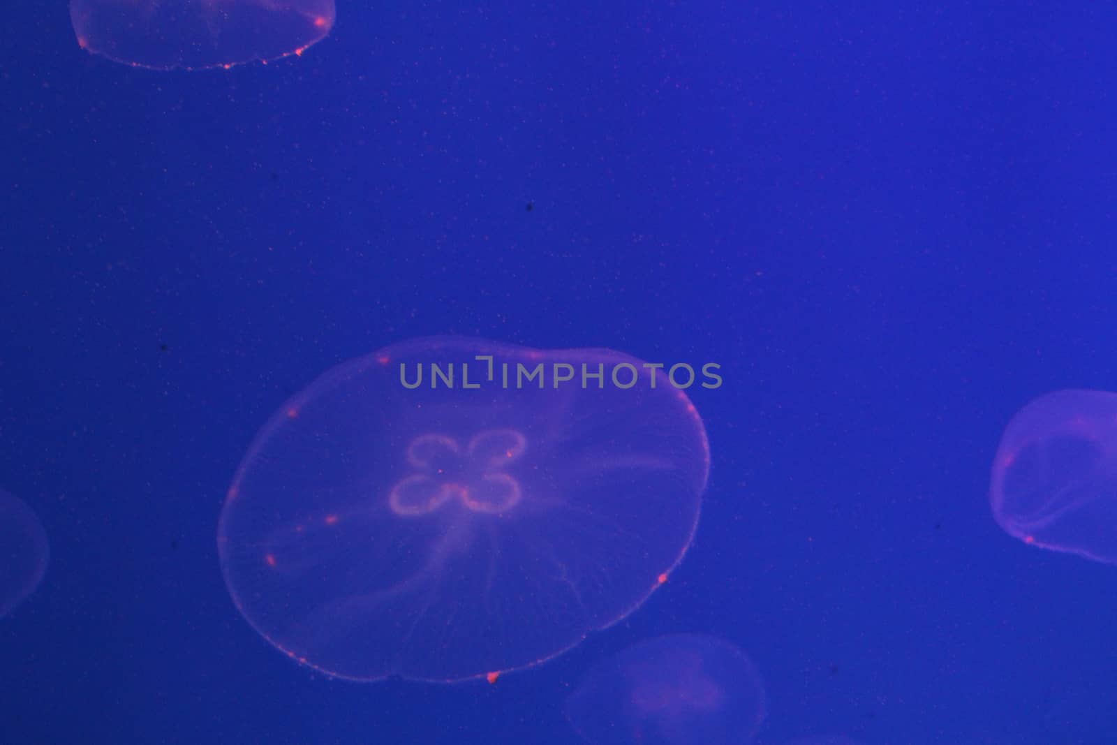 Jellyfish in the sea illuminated lights