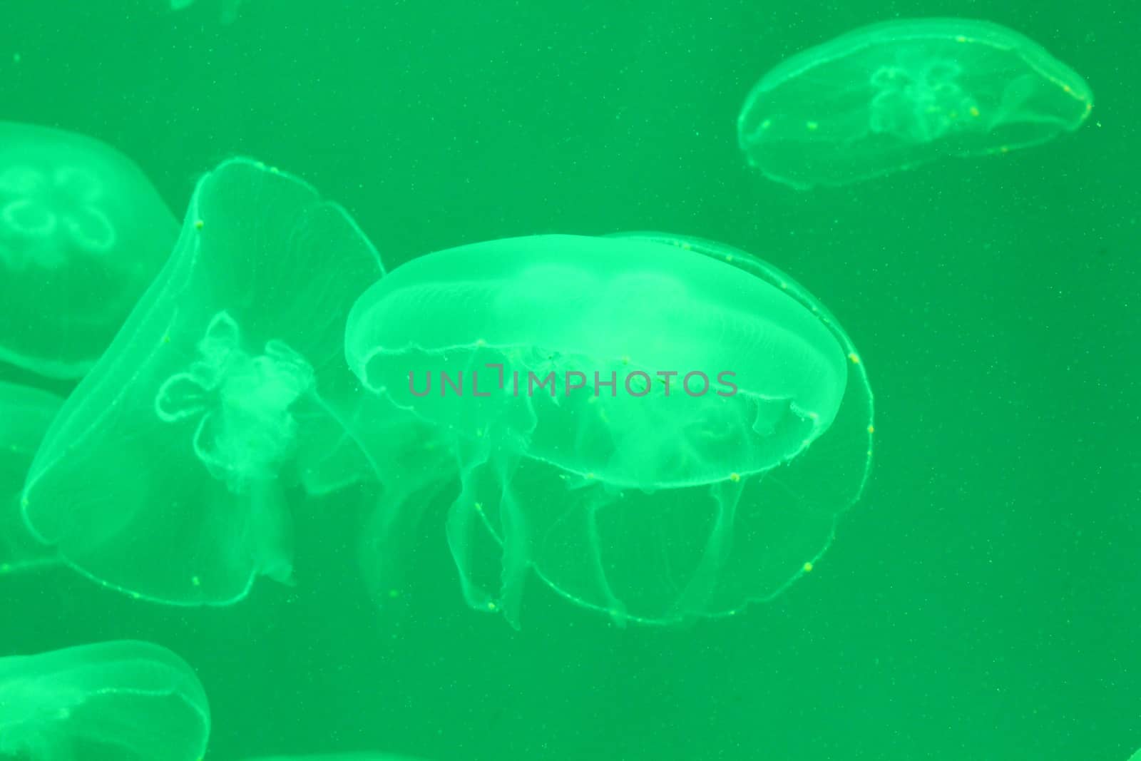 Jellyfish in the sea illuminated lights