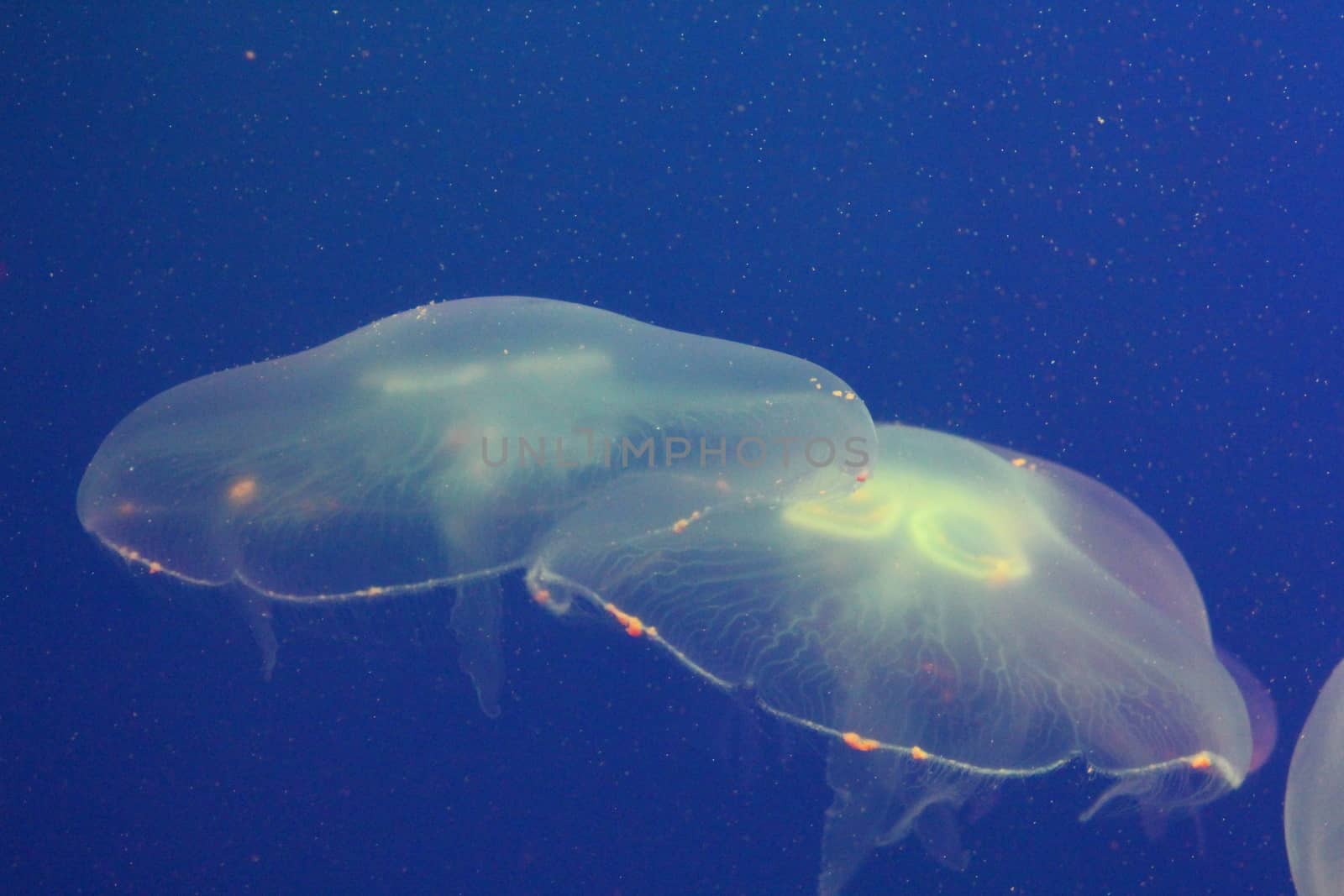 Large jellyfish in blue, clear sea water.