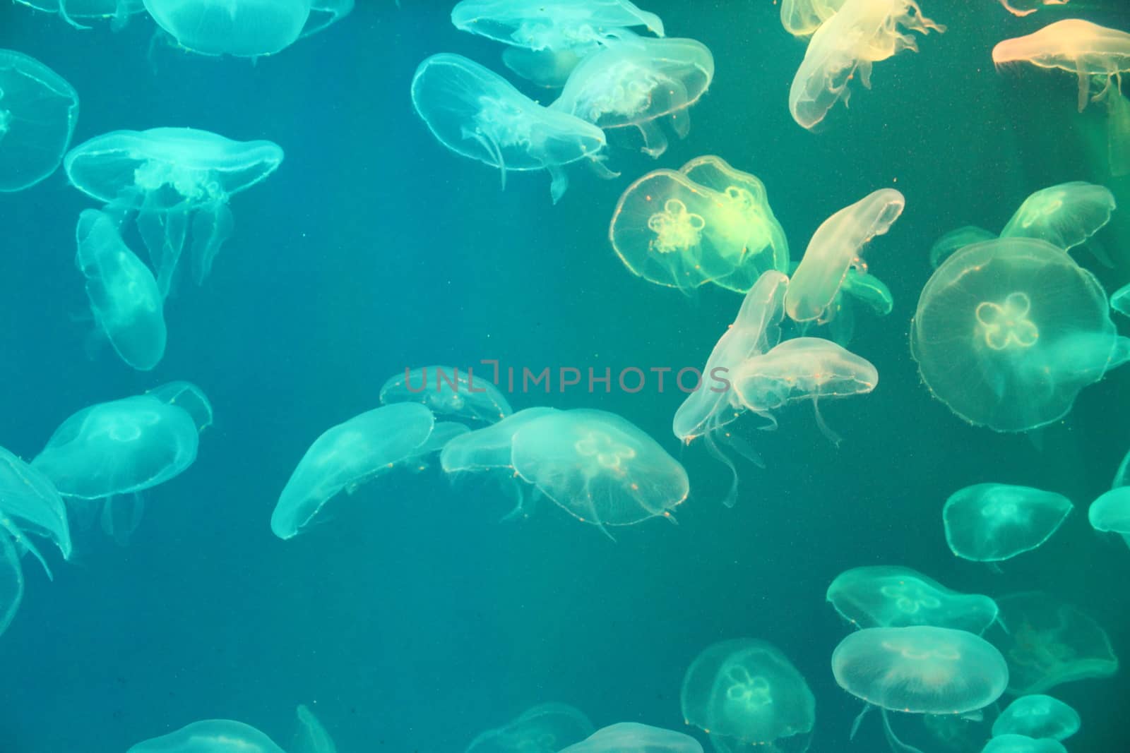 Large jellyfish in blue, clear sea water.