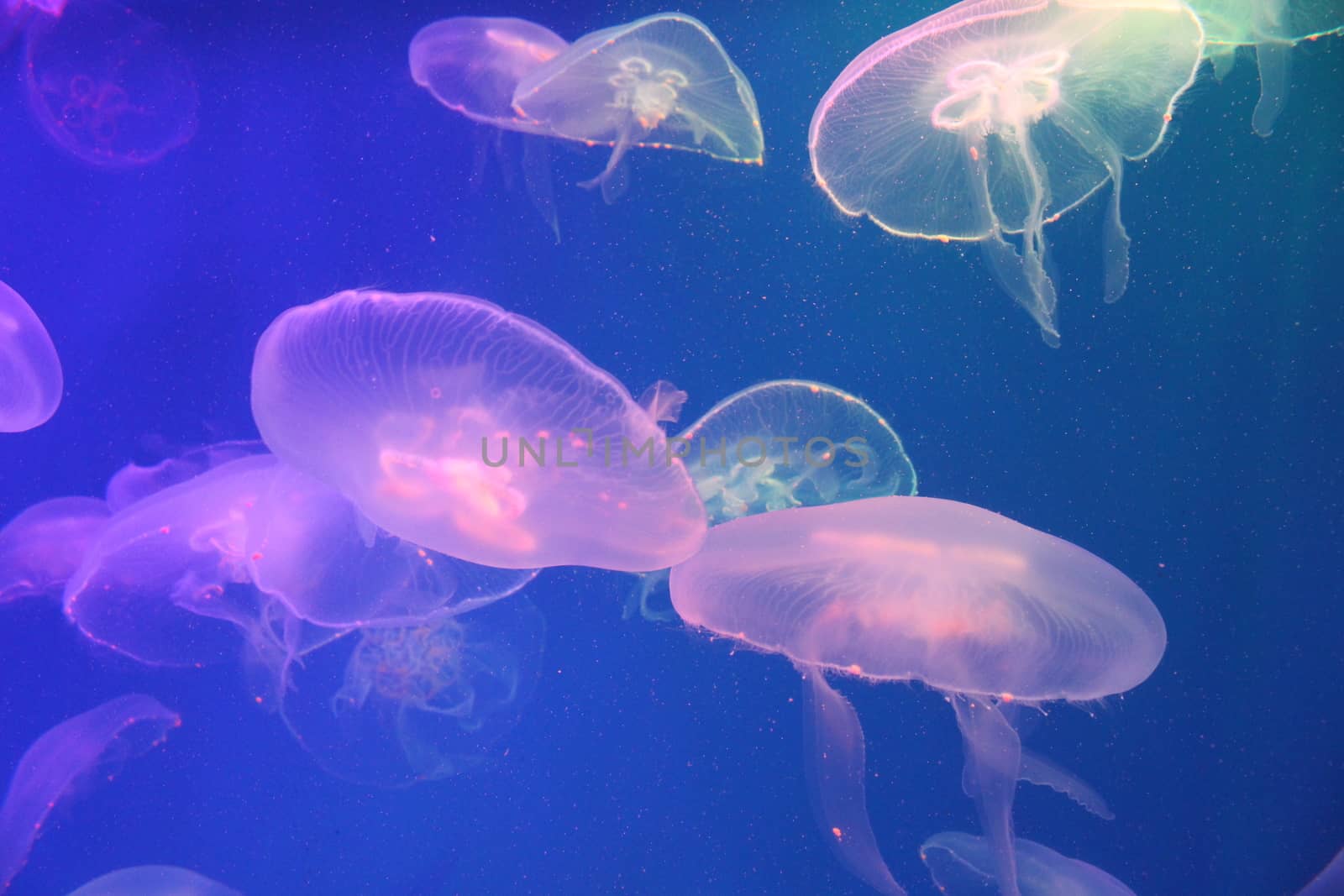 Jellyfish in the sea illuminated lights