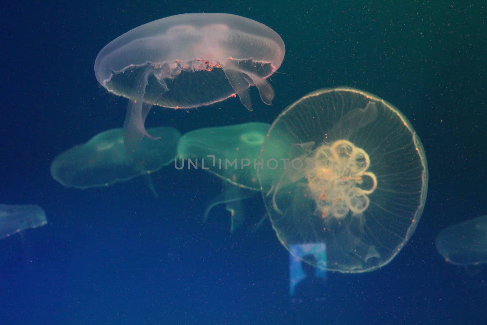 Jellyfish in the sea illuminated lights