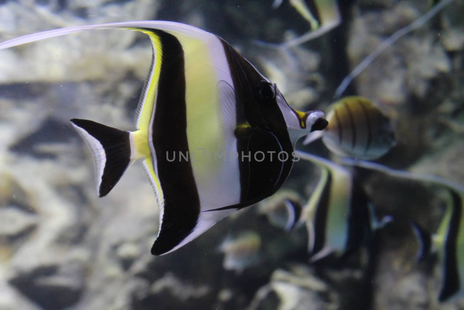 Fish striped angelfish in the water of the aquarium.